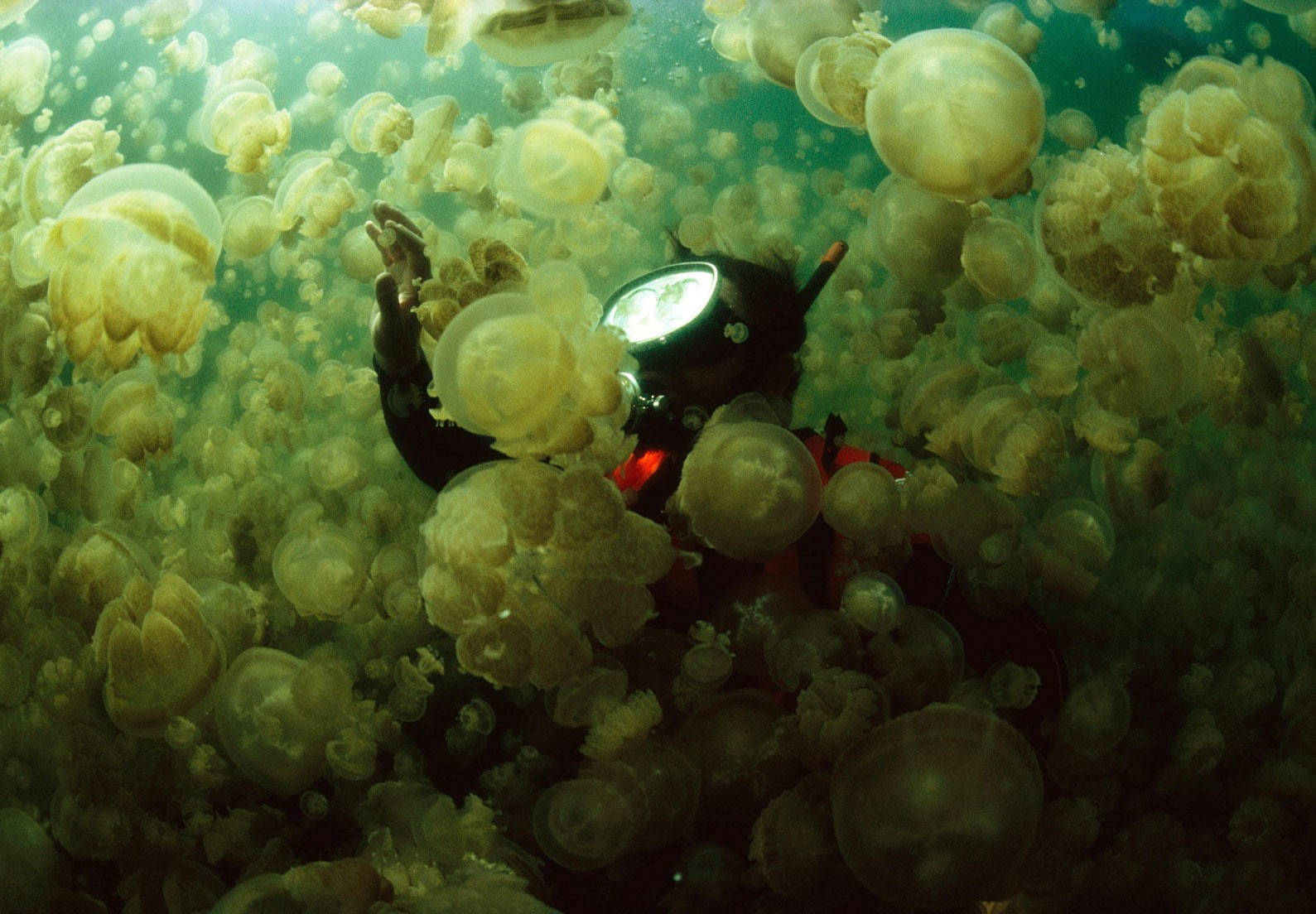 scuba diving, jellyfish, black wetsuit, HD Desktop Wallpaper