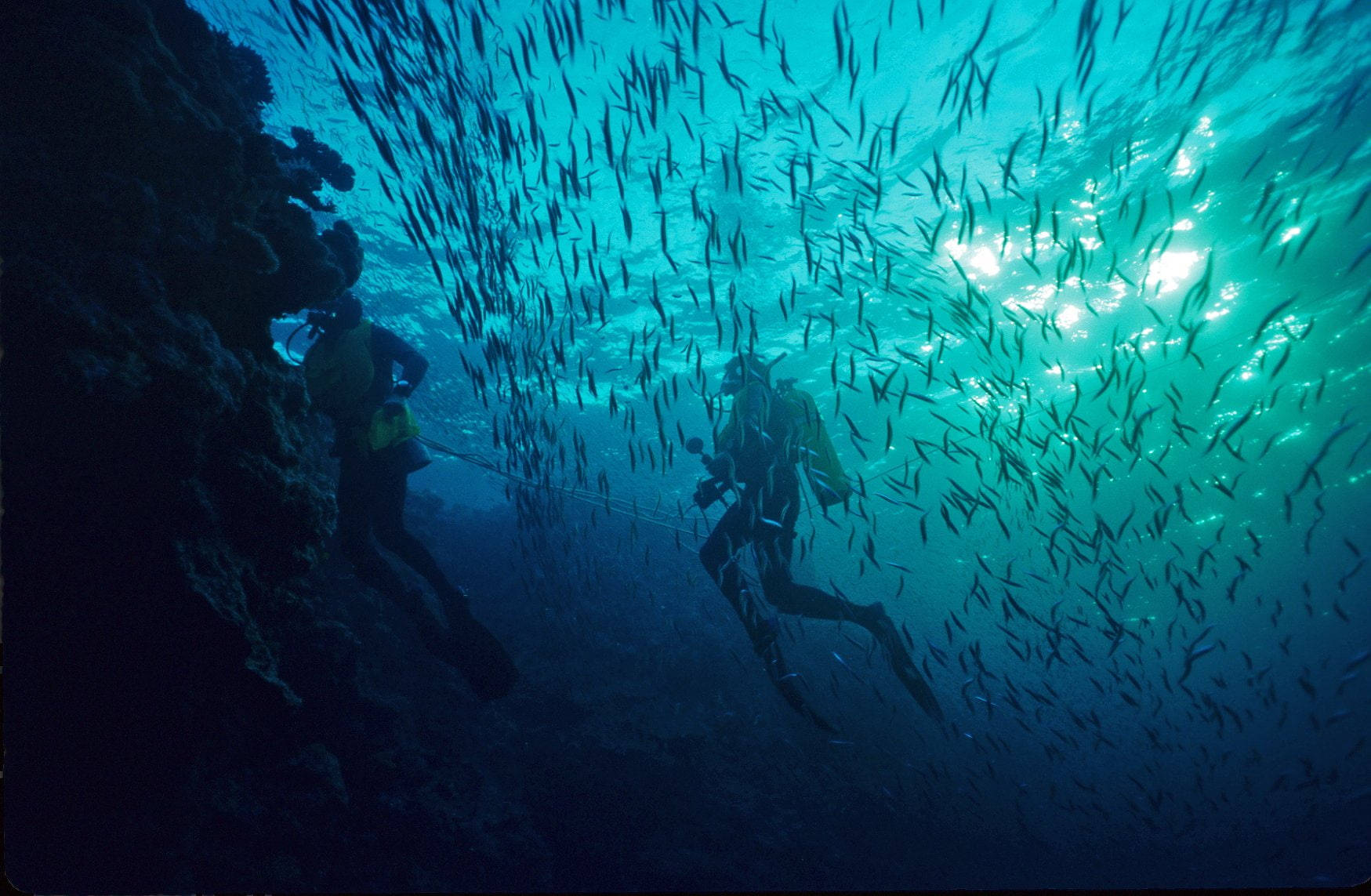 scuba diving, coral reef, shimmering school of fish, HD Desktop Wallpaper