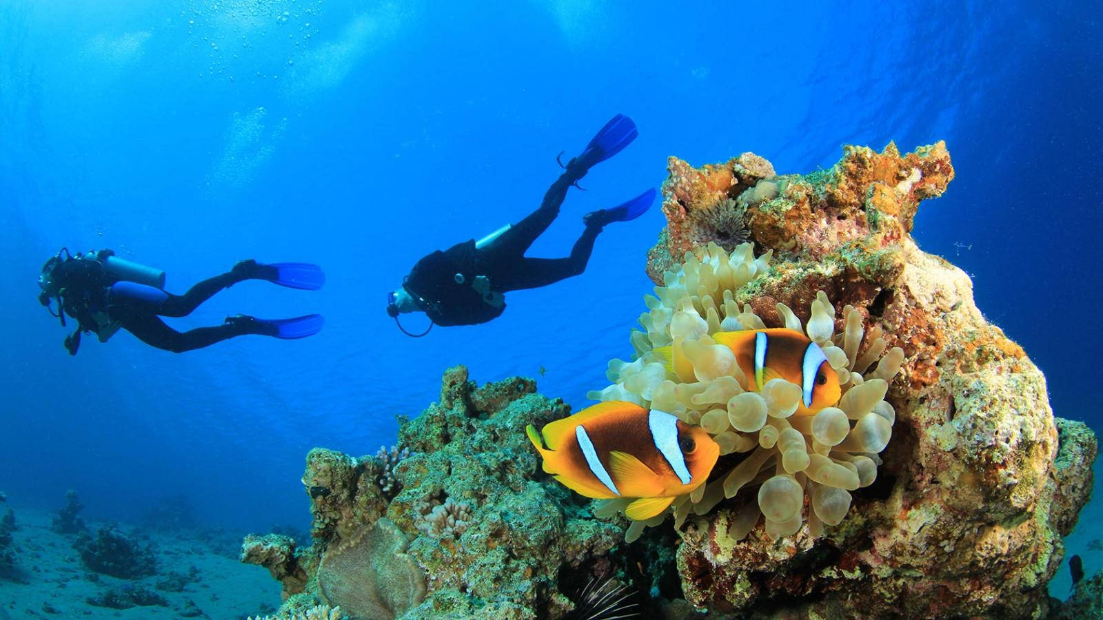 scuba diving, clown fishes, clear blue water, HD Desktop Wallpaper