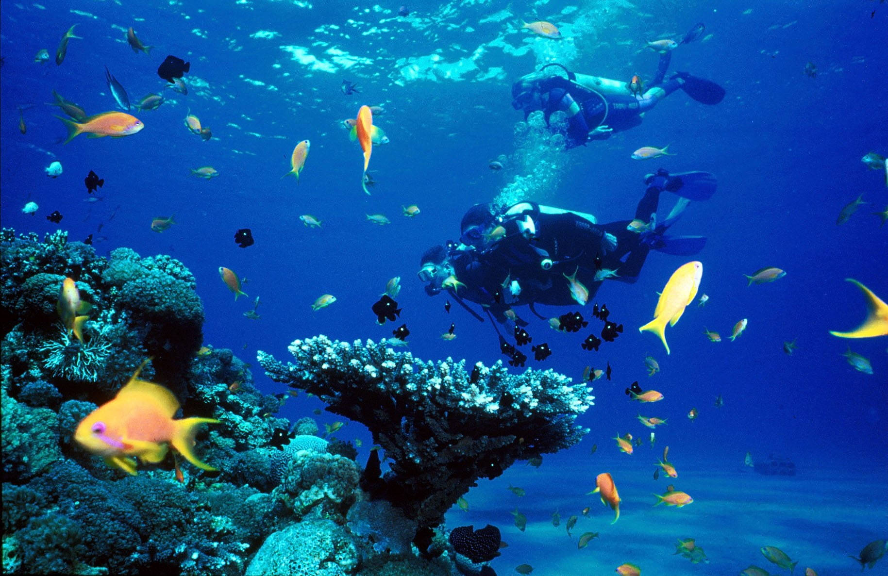 scuba diving, coral reefs, tropical fish, HD Desktop Wallpaper