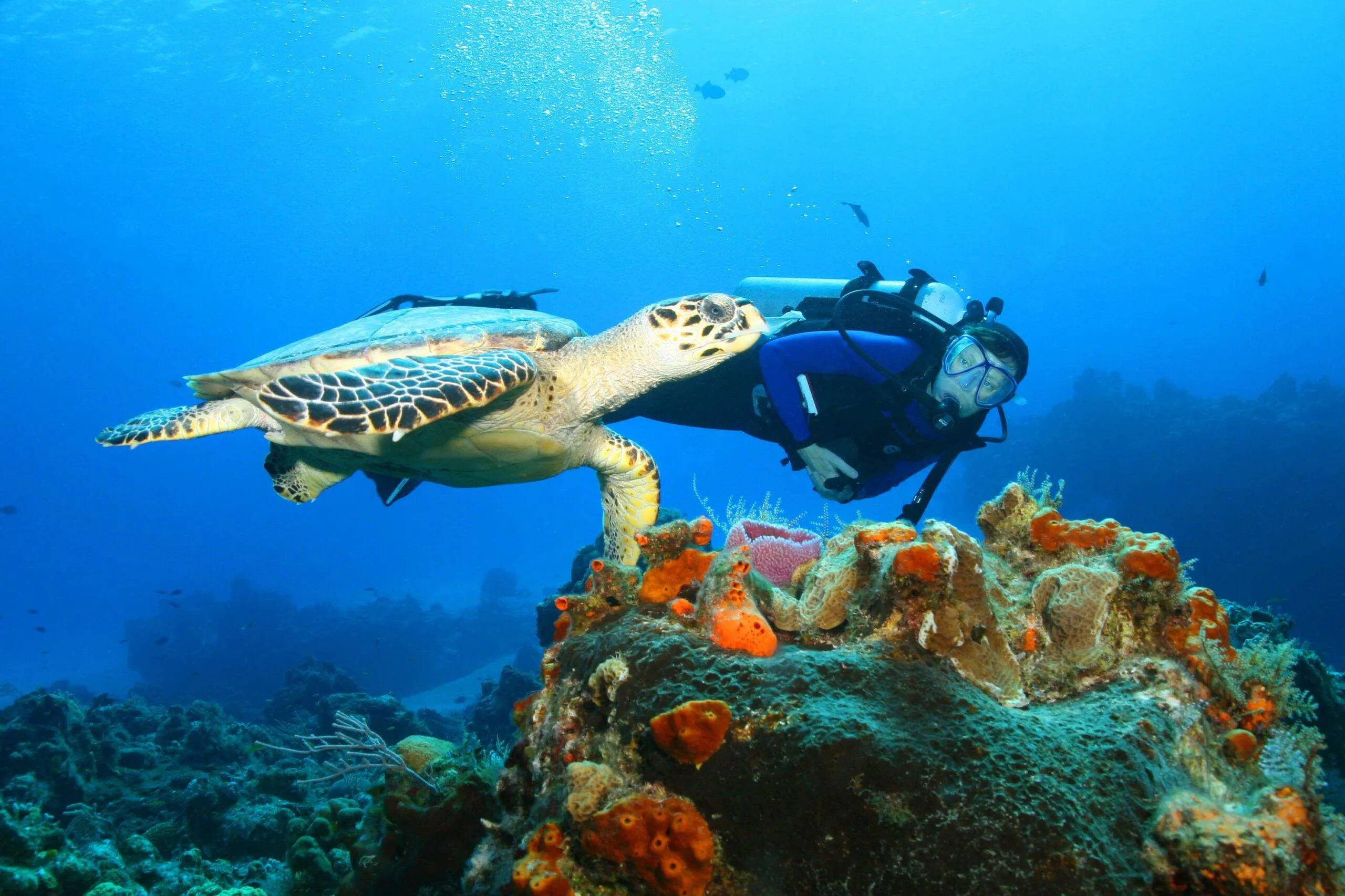 scuba diver, turtle, coral reef, 2K Desktop Wallpaper