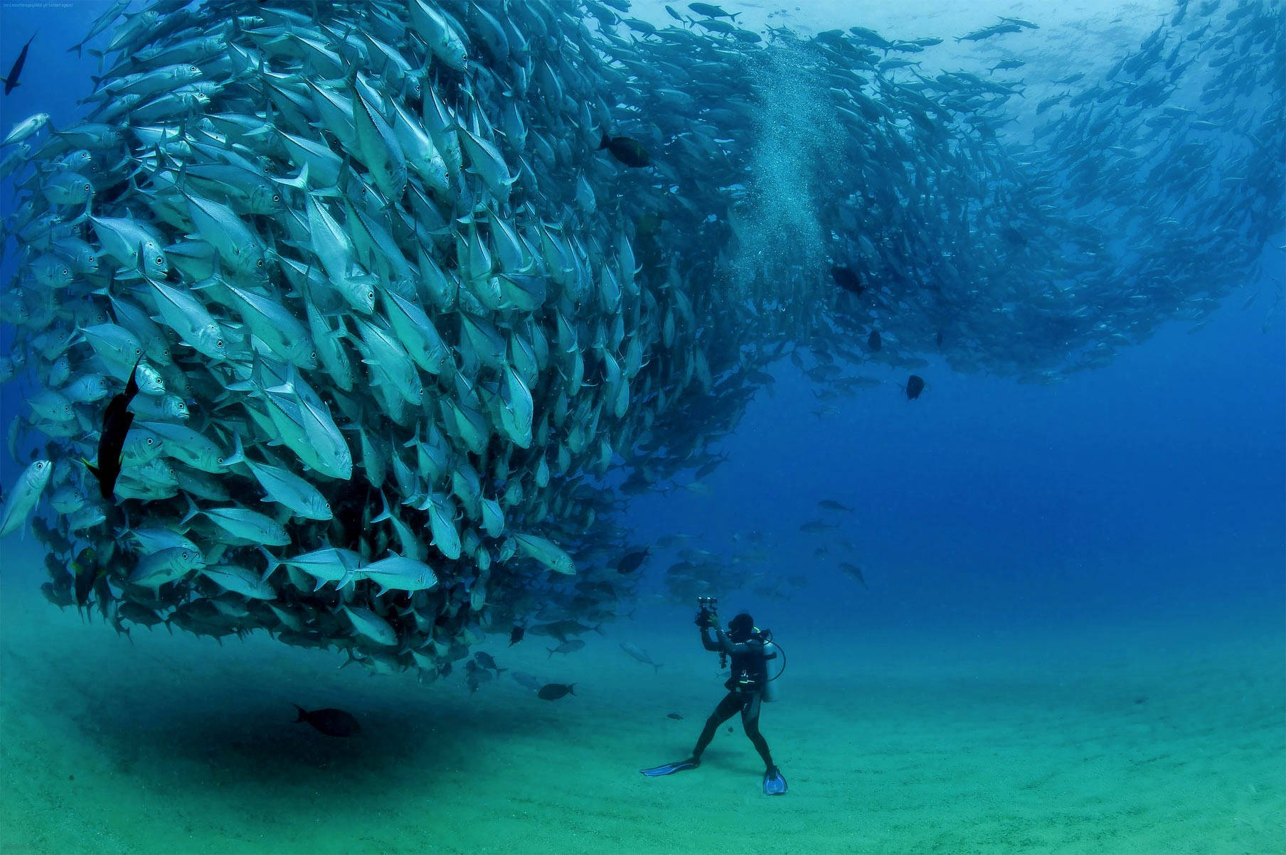 scuba diving diver, school of tuna fish, silver fish, HD Desktop Wallpaper