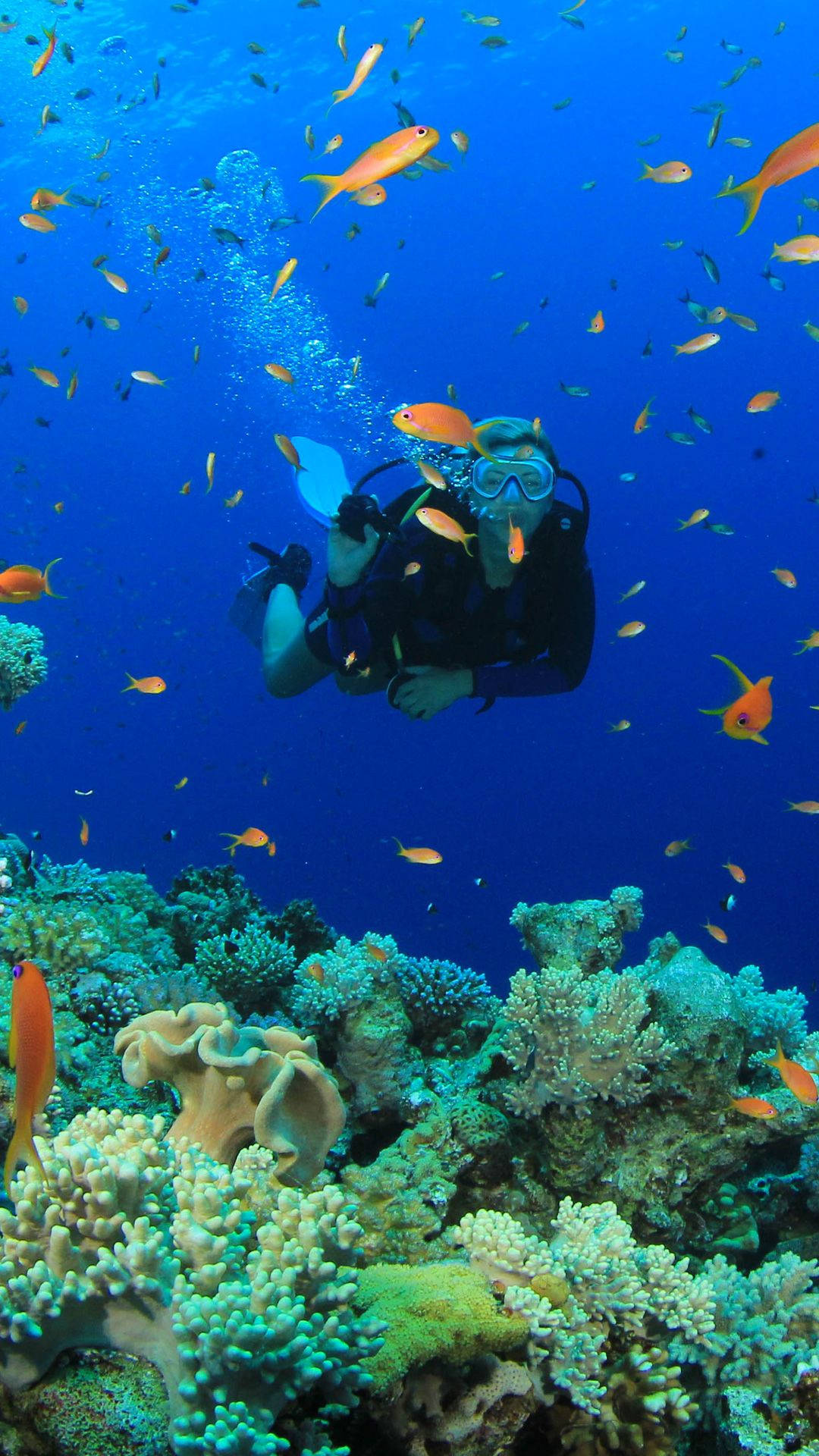scuba diver, vibrant coral reef, orange and yellow fish, Full HD Phone Wallpaper
