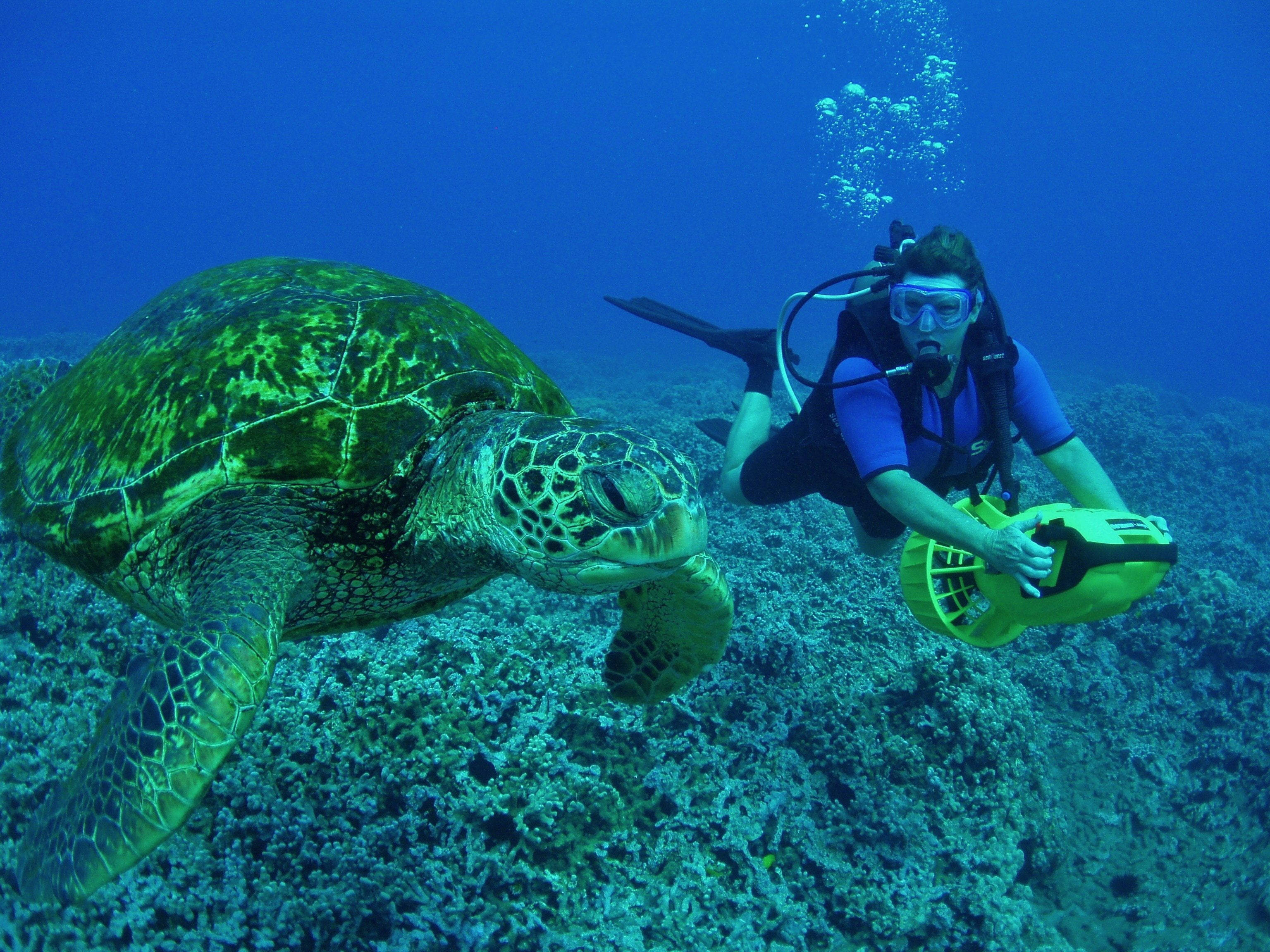 scuba diving, giant sea turtle, coral reef, 2K Desktop Wallpaper
