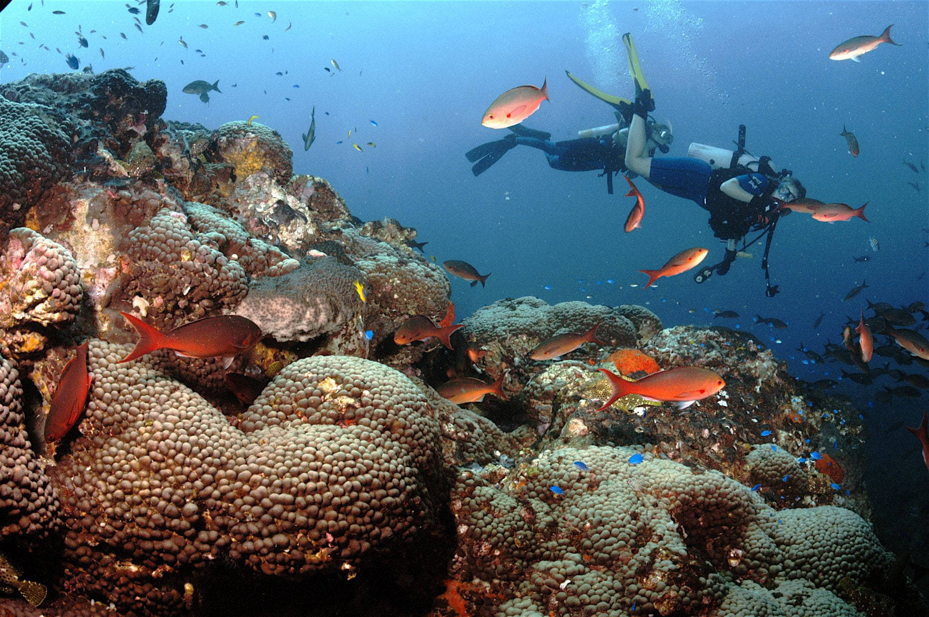 scuba diver, vibrant coral reefs, orange fish, HD Desktop Wallpaper