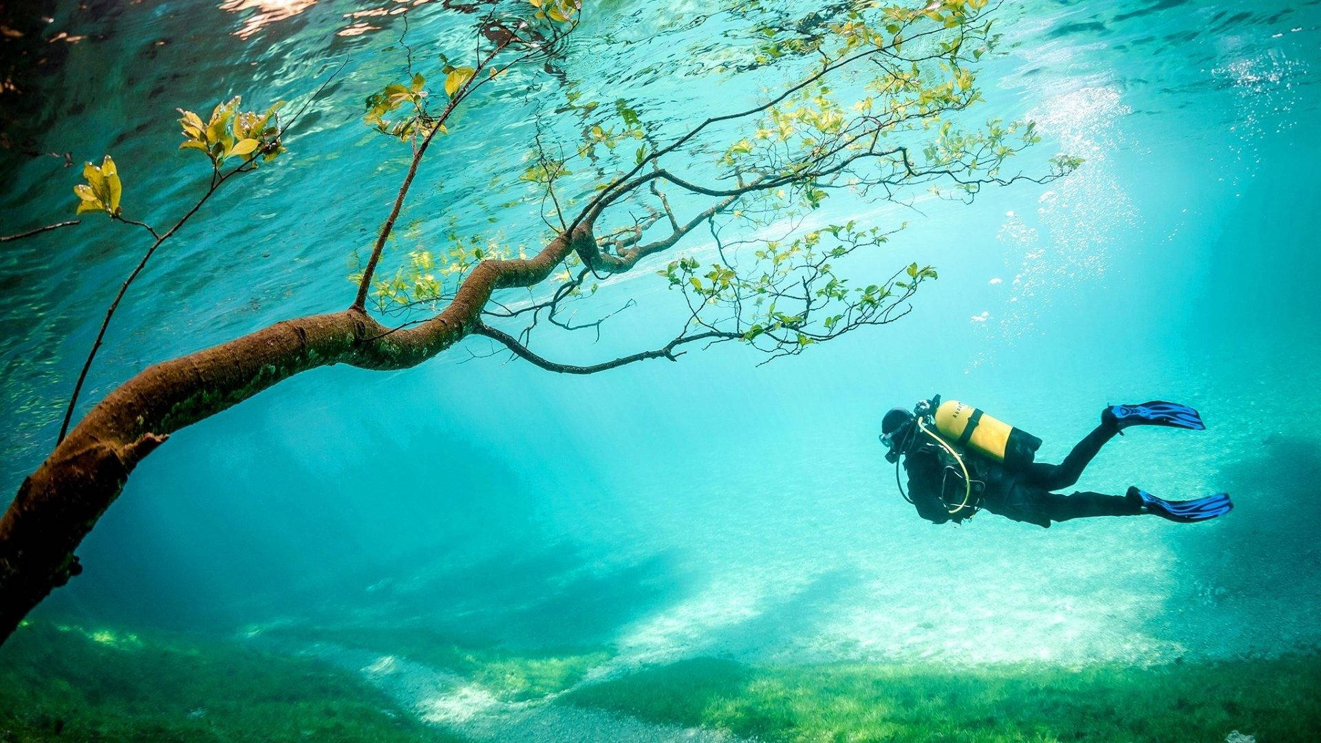 scuba diving, underwater tree, sunlit leaves, Full HD Desktop Wallpaper