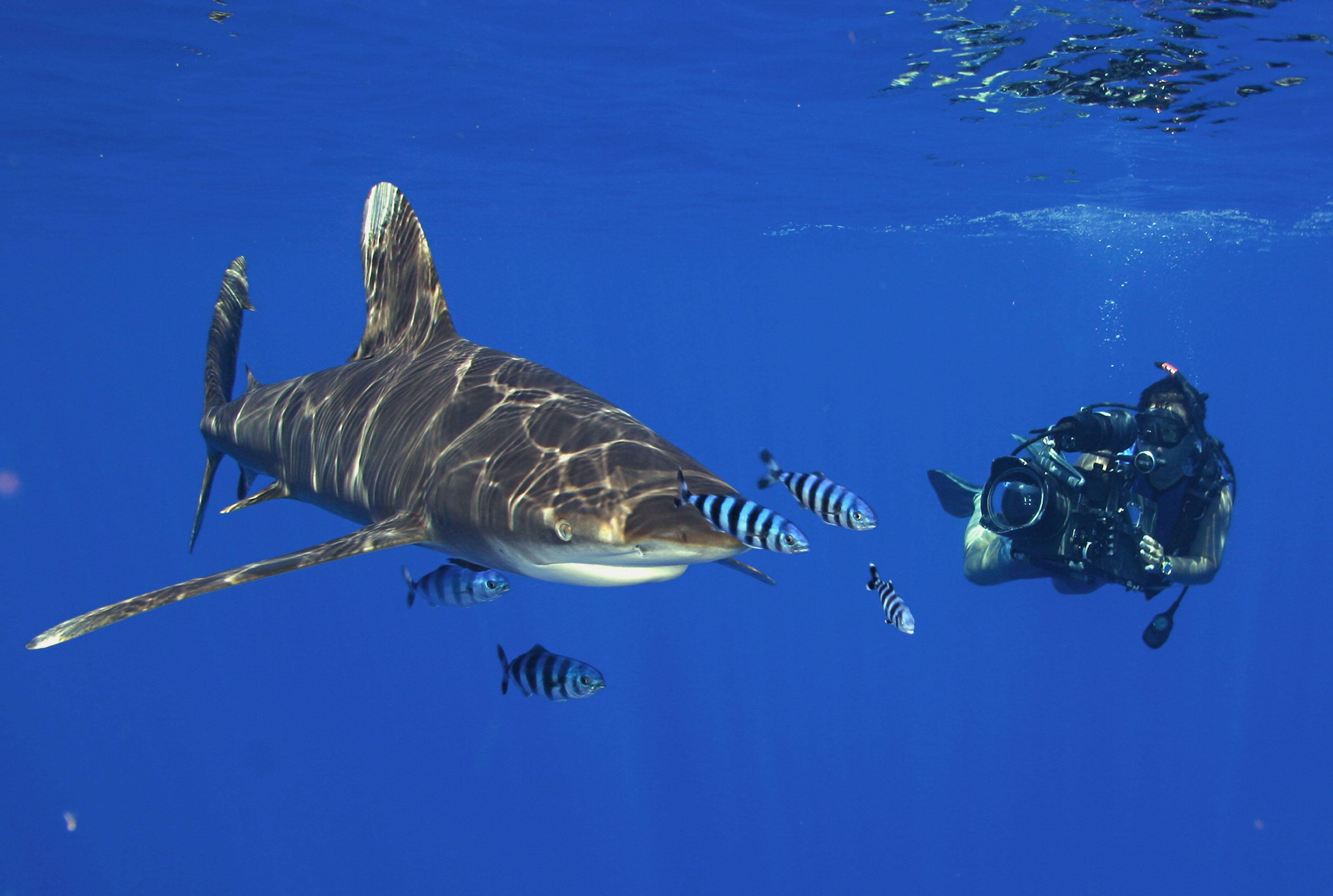 white tip shark, scuba diving, clear blue water, 2K Desktop Wallpaper