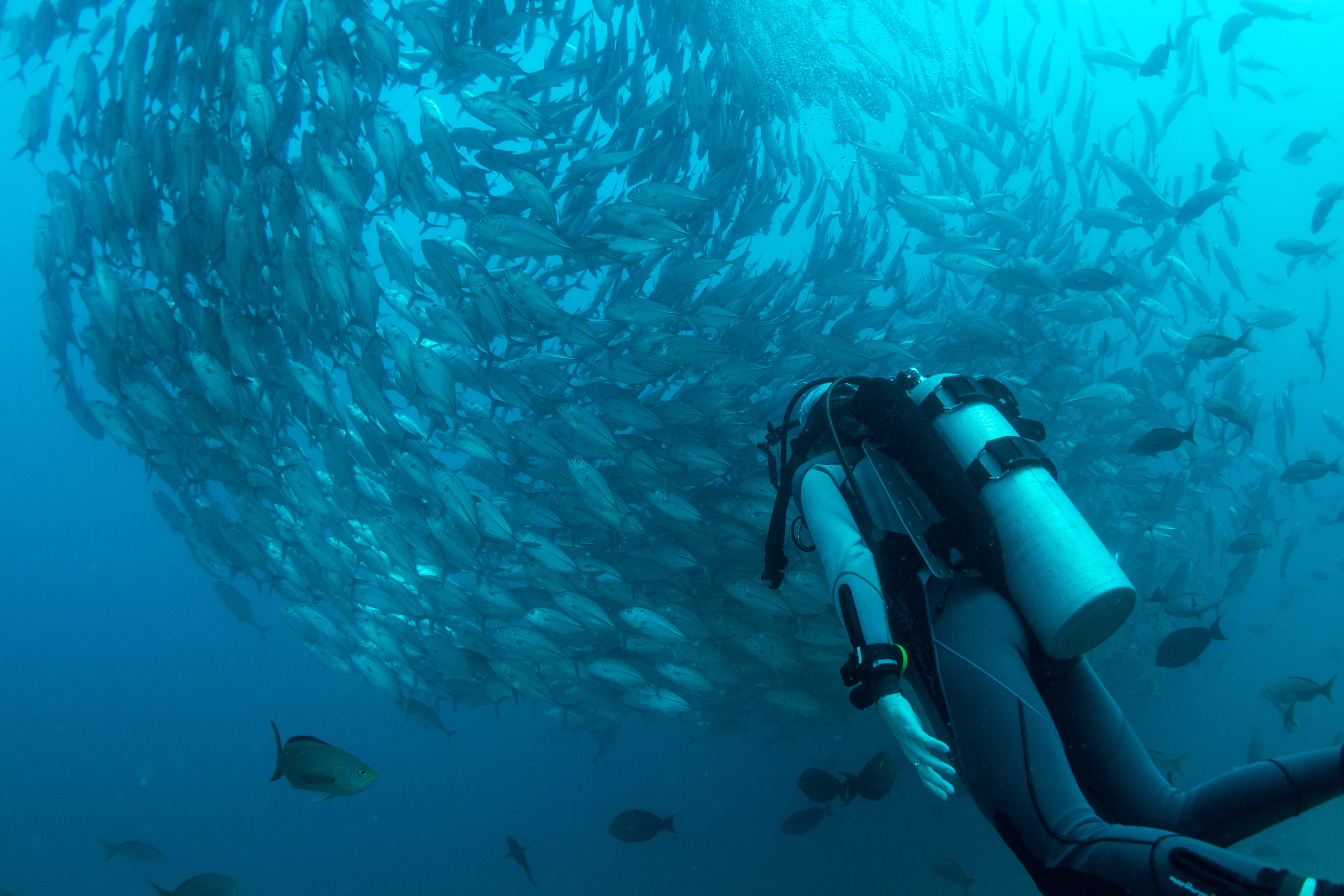 scuba diver, turquoise waters, swirling school of silver fish, 4K Desktop Wallpaper