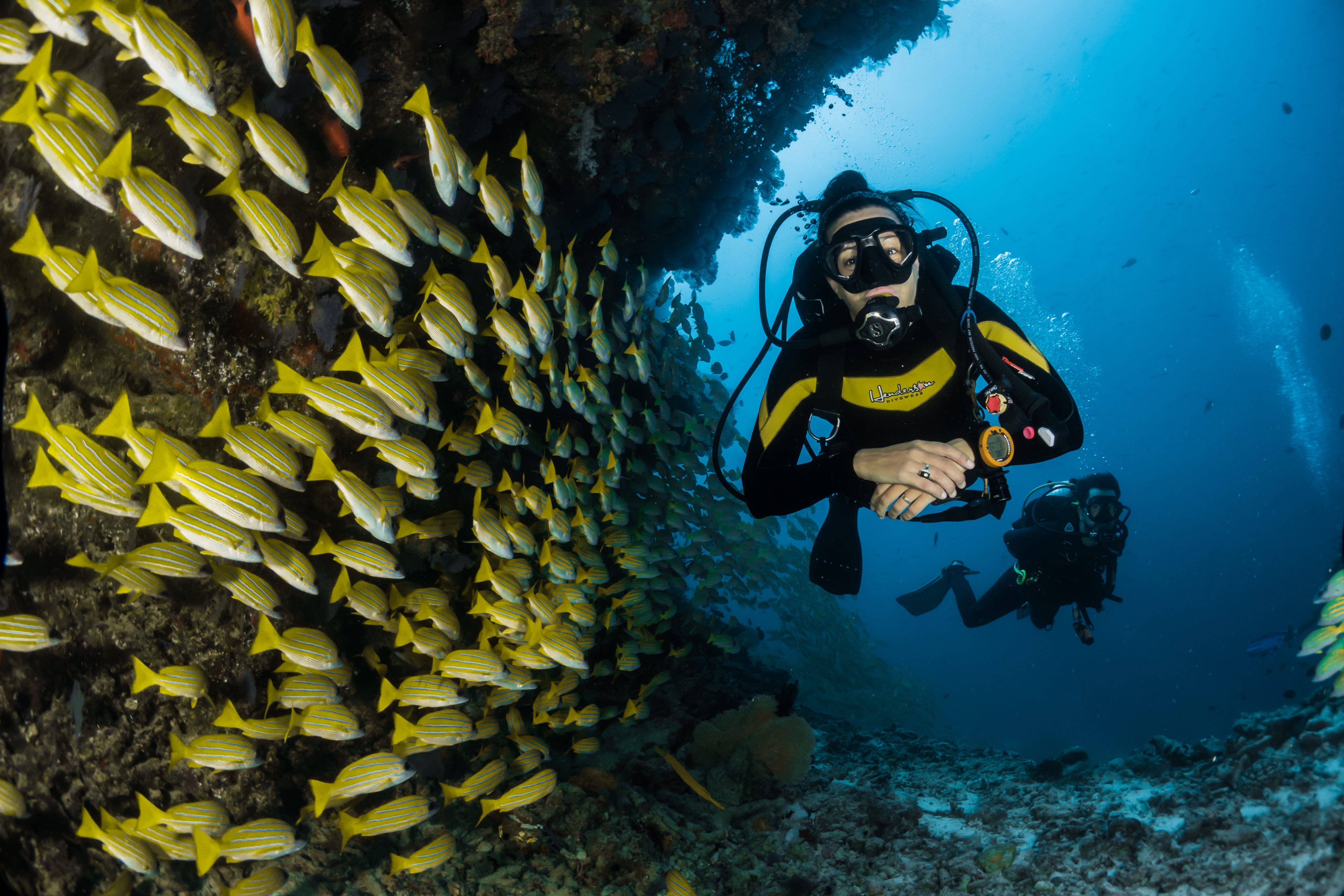 scuba diving, yellowtail fish, coral reef, 5K Desktop Wallpaper