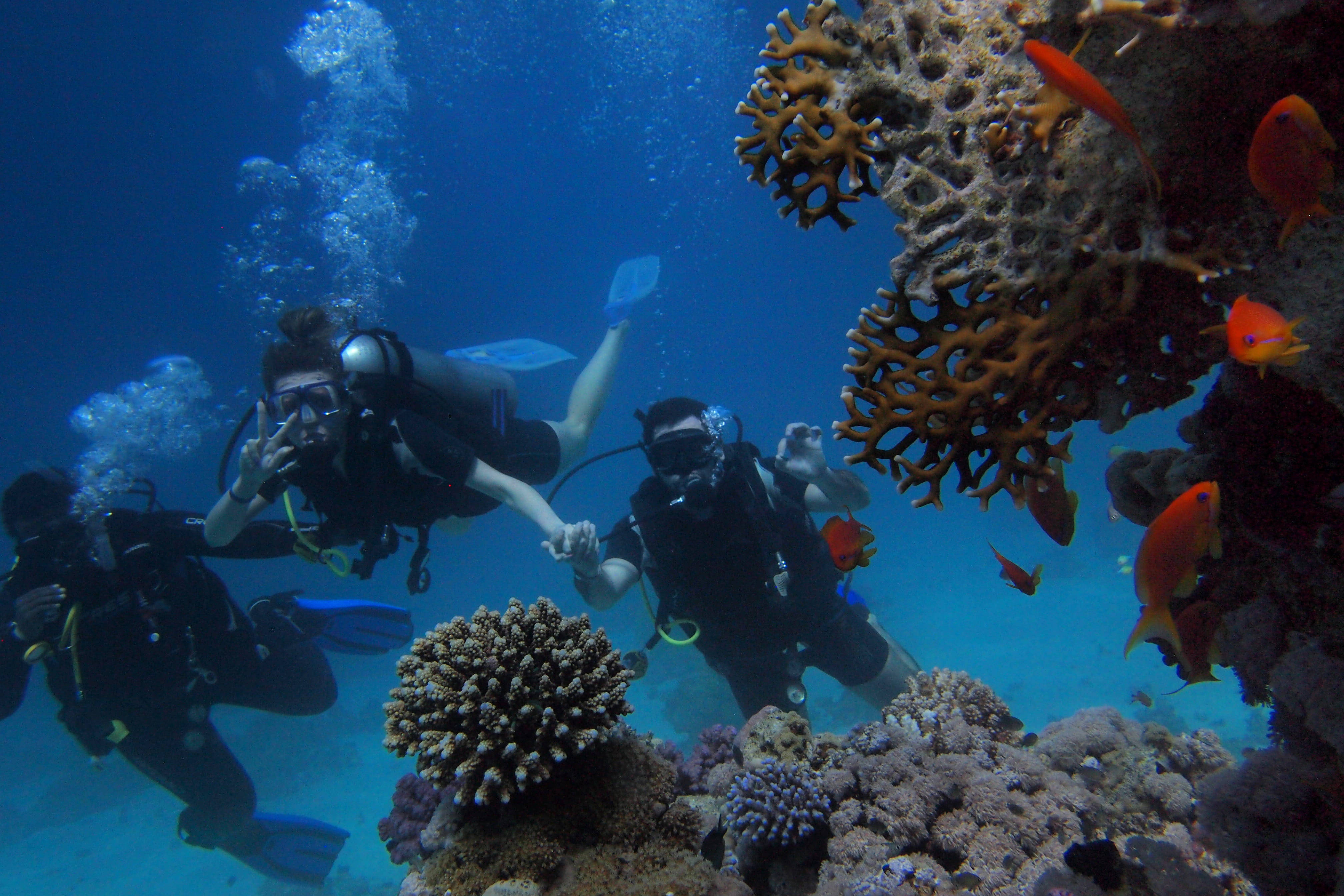 scuba diving, brown coral reef, orange fish, 4K Desktop Wallpaper