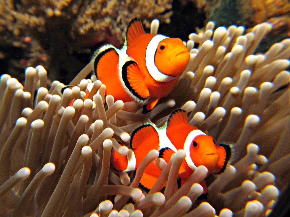Sea Anemone