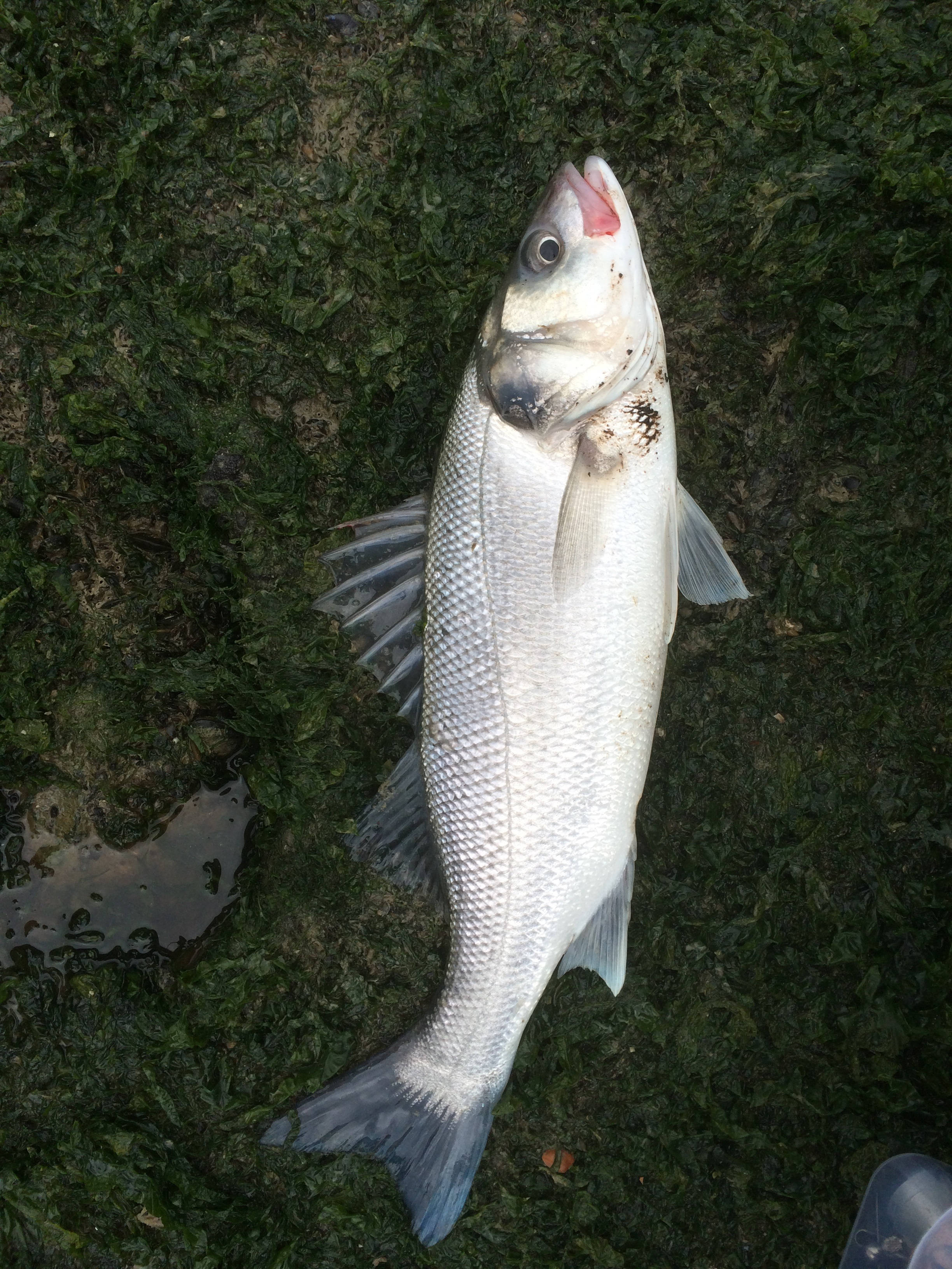 Sea Bass, silver fish, damp green grass, 2K Phone Wallpaper