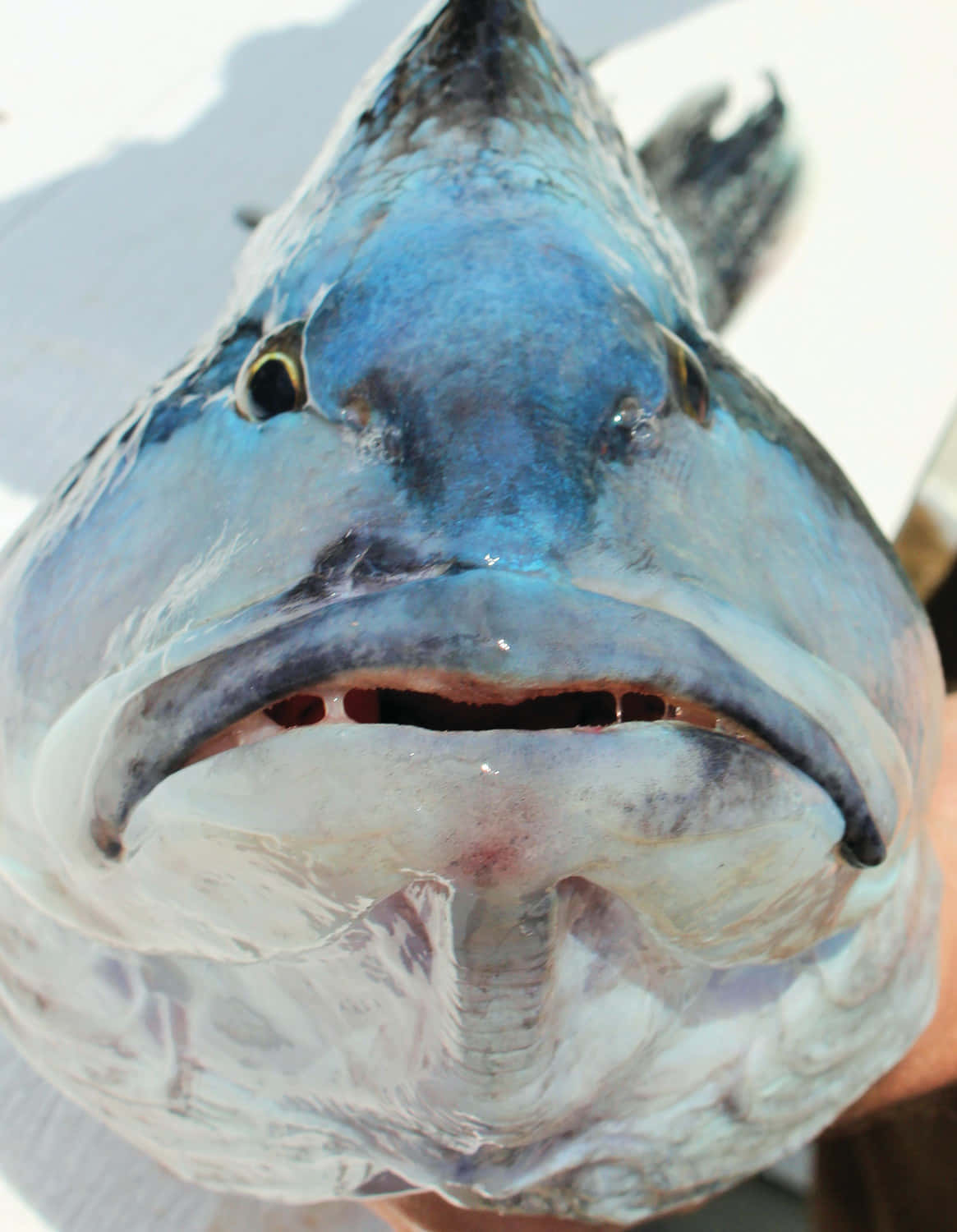 black sea bass, blue fish, wide open mouth, HD Phone Wallpaper