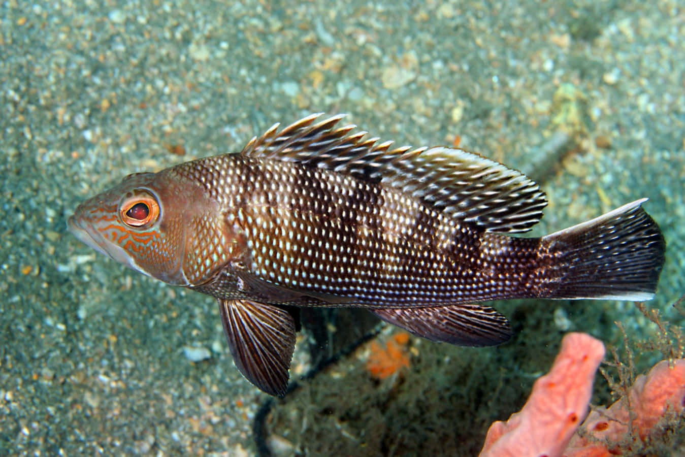 Black Sea Bass, 1349 x 900, orange eyes, HD Desktop Wallpaper