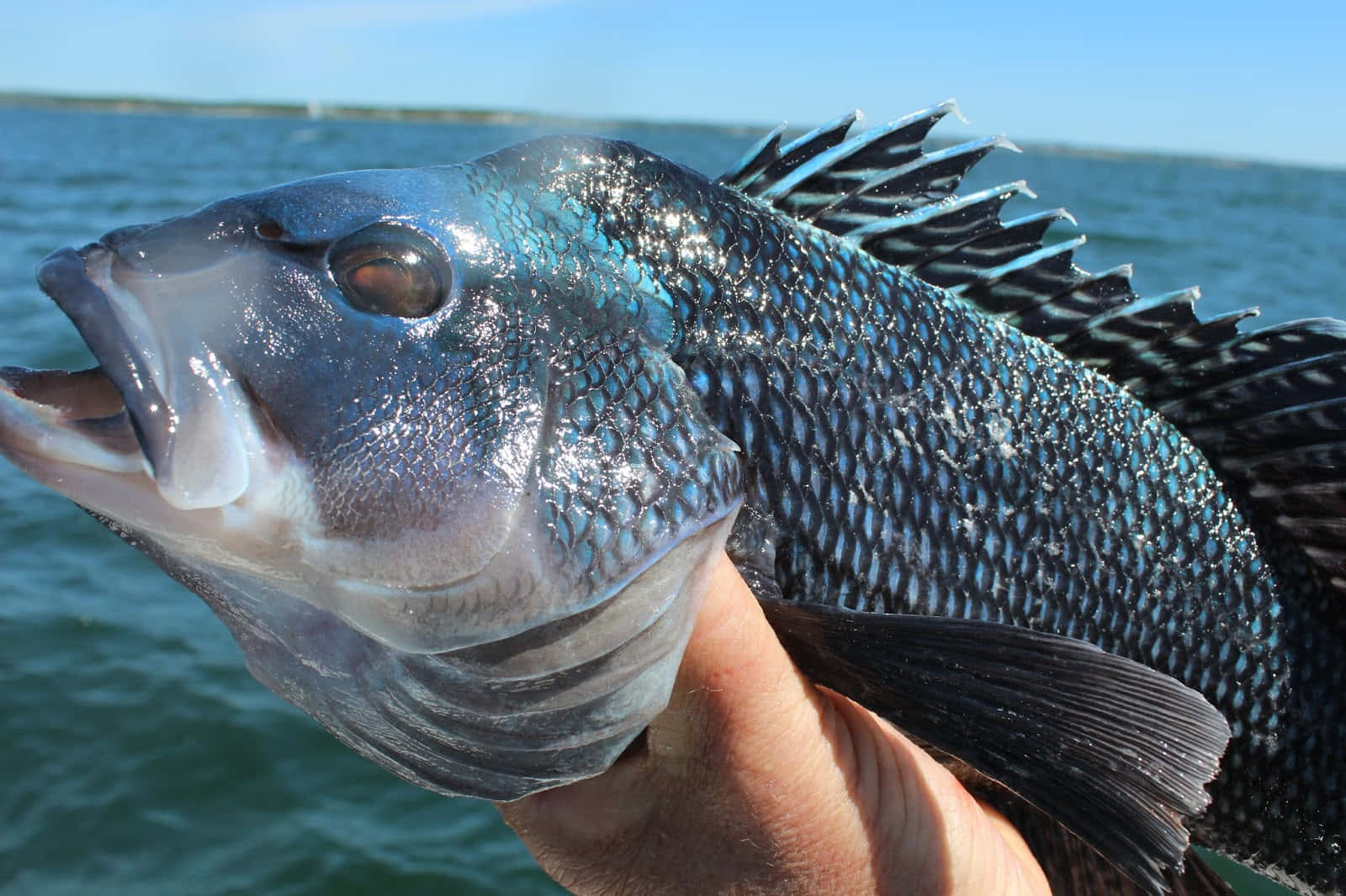 Black Sea Bass, blue fish, glistening scales, HD Desktop Wallpaper