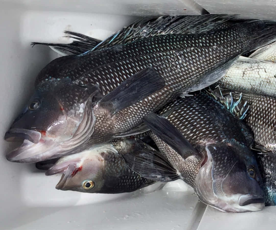 Black Sea Bass, dark-scaled, blue-tipped fins, SD Desktop Wallpaper