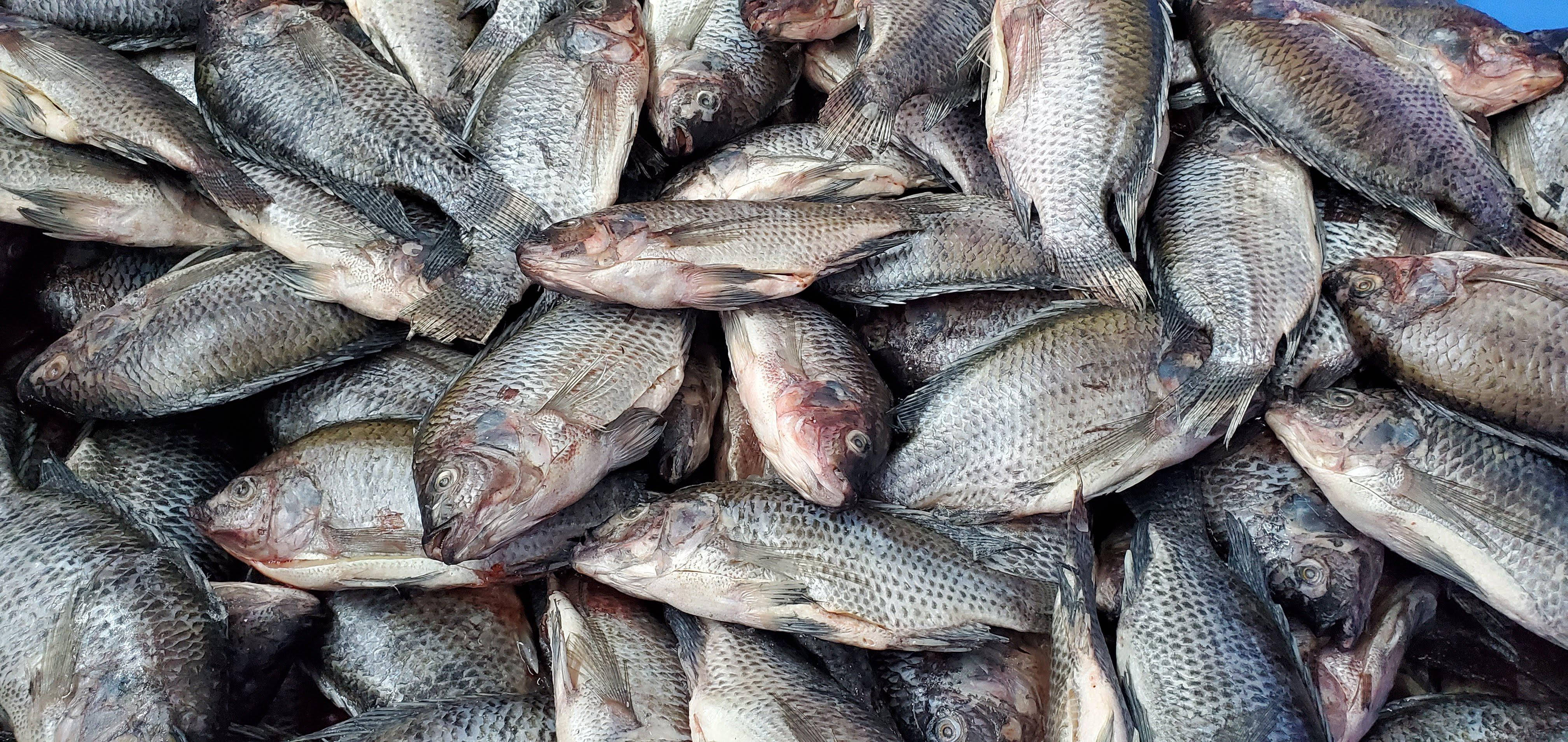 freshly harvested sea bass, dried fish, textured scales, 4K Desktop Wallpaper