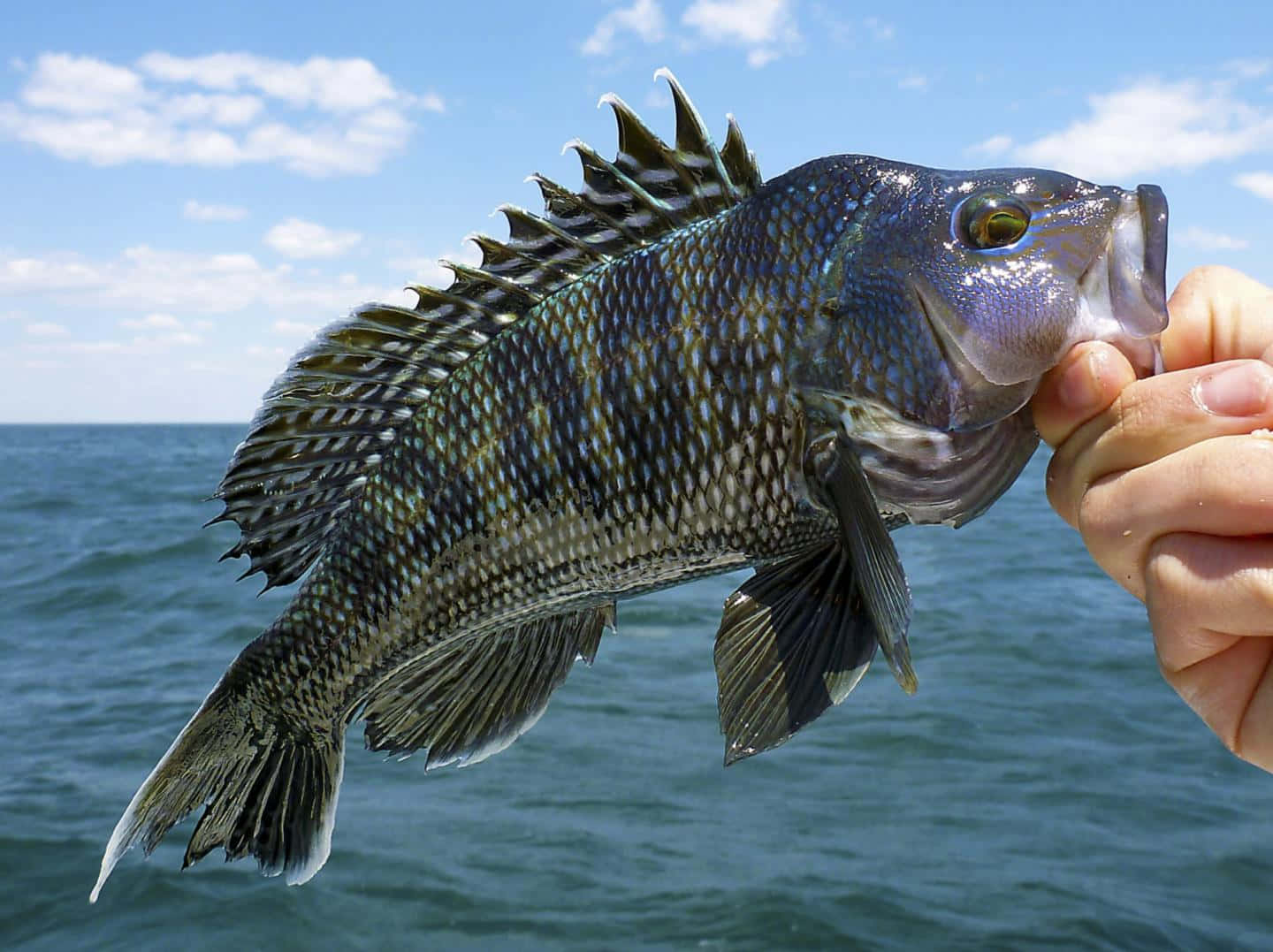 black sea bass, spiky dorsal fins, blue ocean, HD Desktop Wallpaper