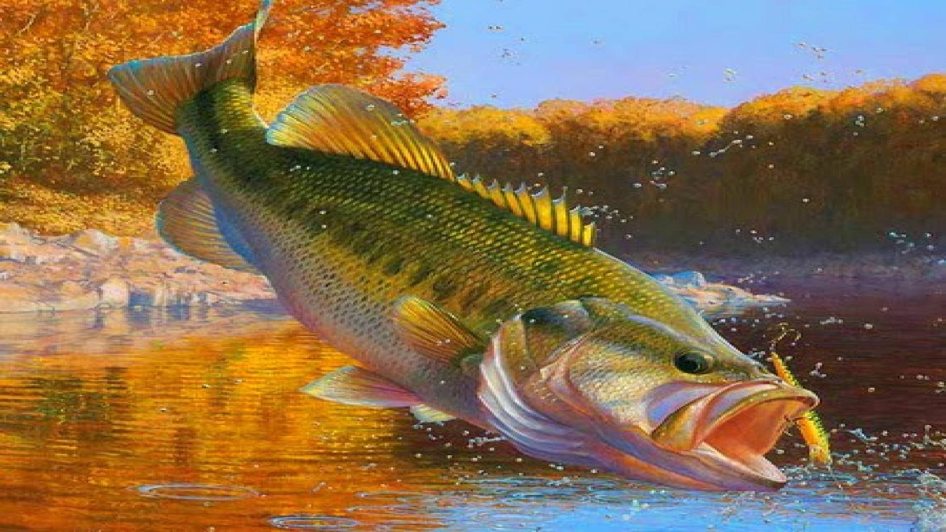 bass fishing, bass, lure, Full HD Desktop Wallpaper