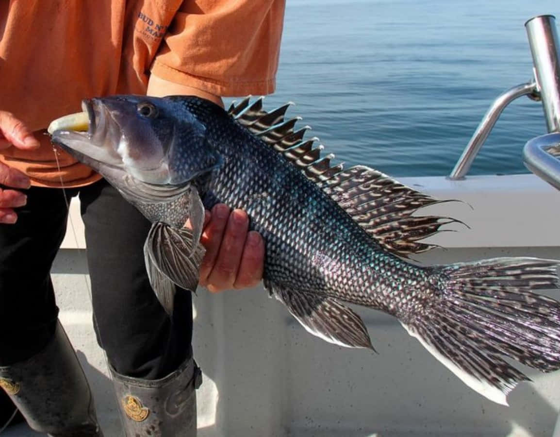 Black Sea Bass, spotted fish, spiky fins, SD Desktop Wallpaper