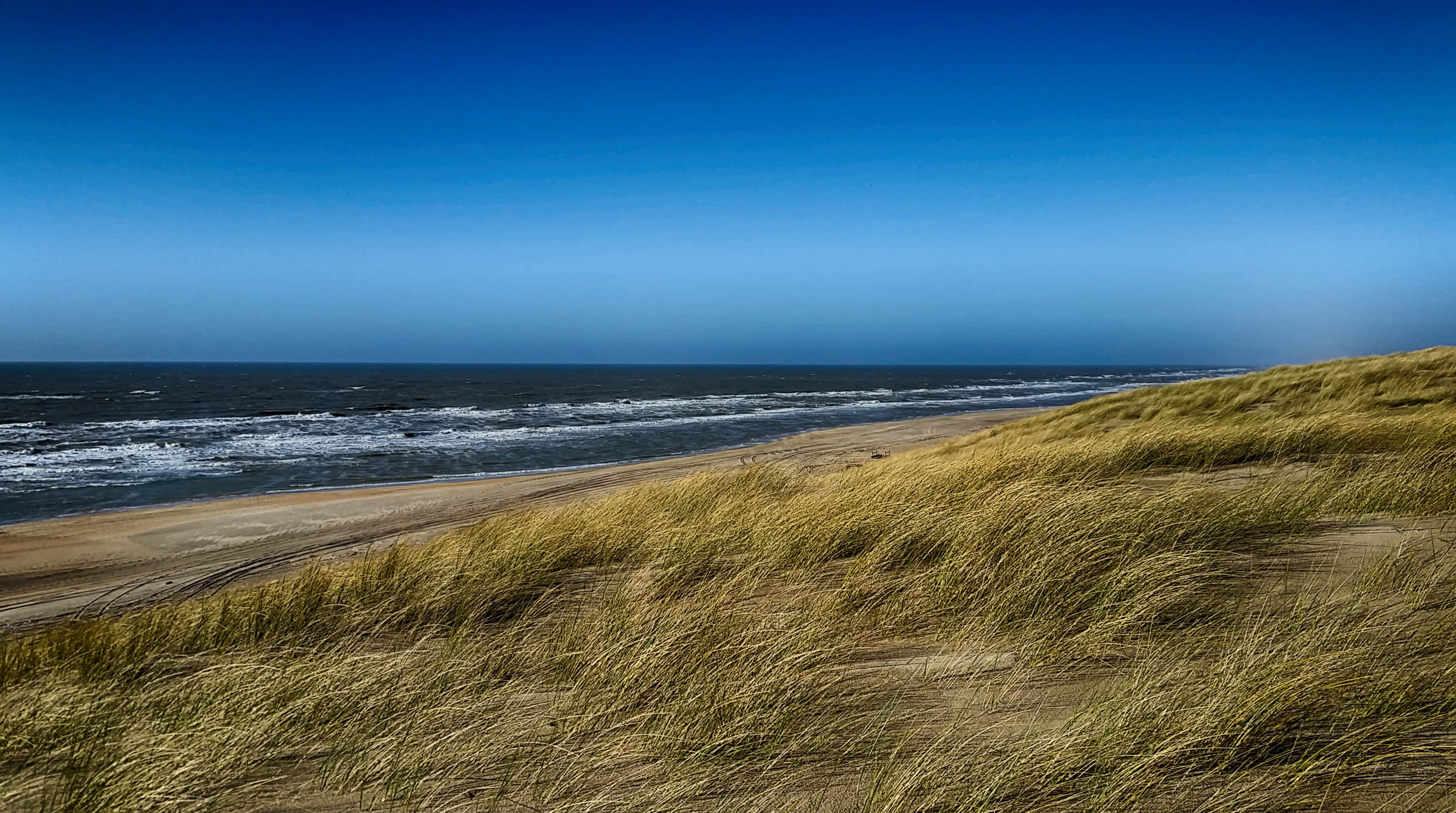 sea breeze, golden beach grasses, dunes, 2K Desktop Wallpaper