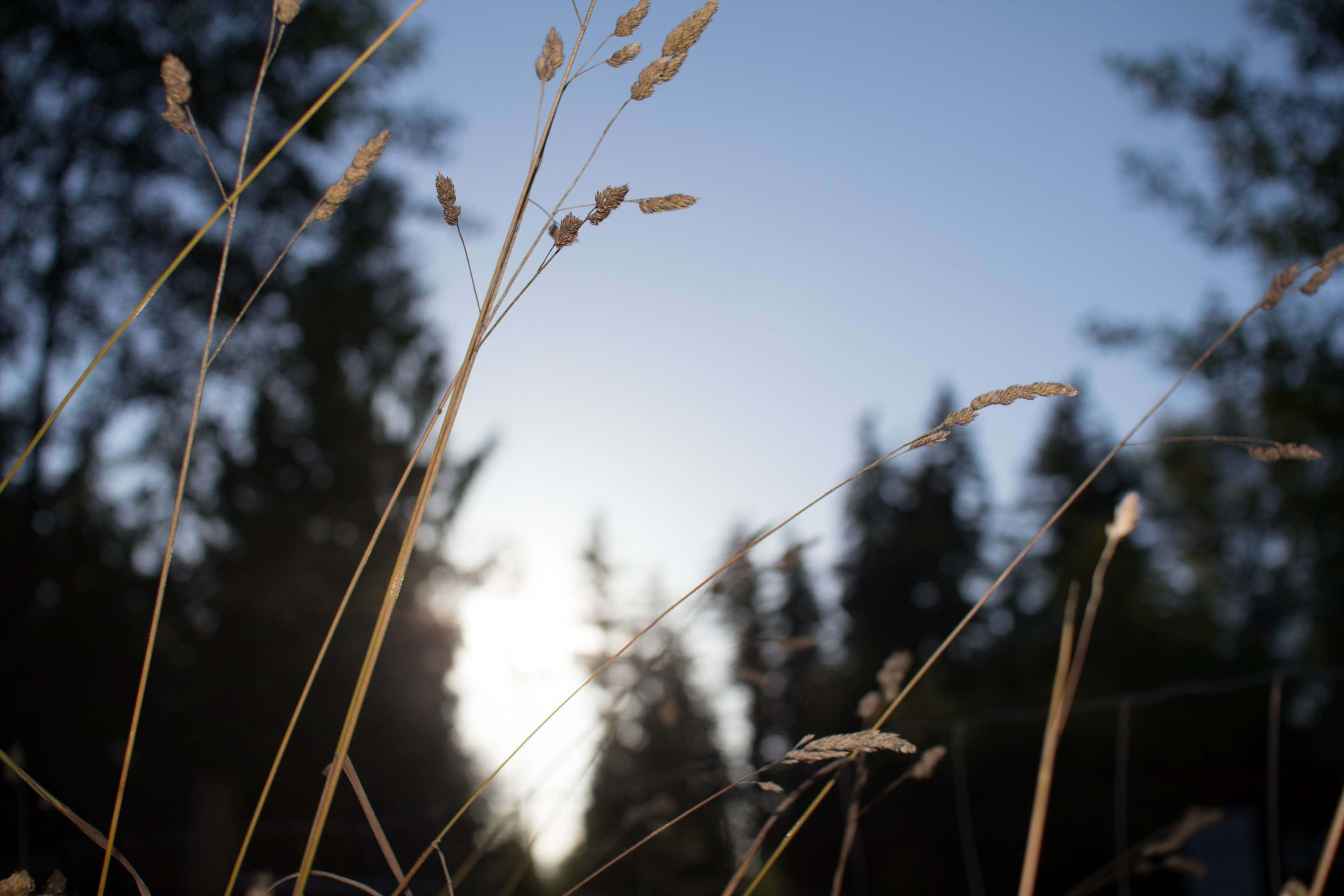 breeze, Golden grasses, soft blue sky, 4K Desktop Wallpaper
