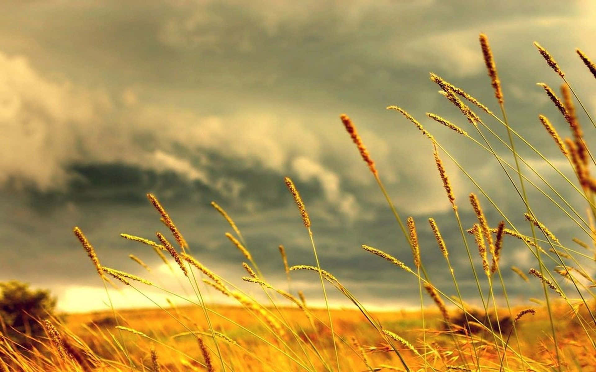 Golden grasses, dramatic cloudy sky, warm sunset light, Full HD Desktop Wallpaper