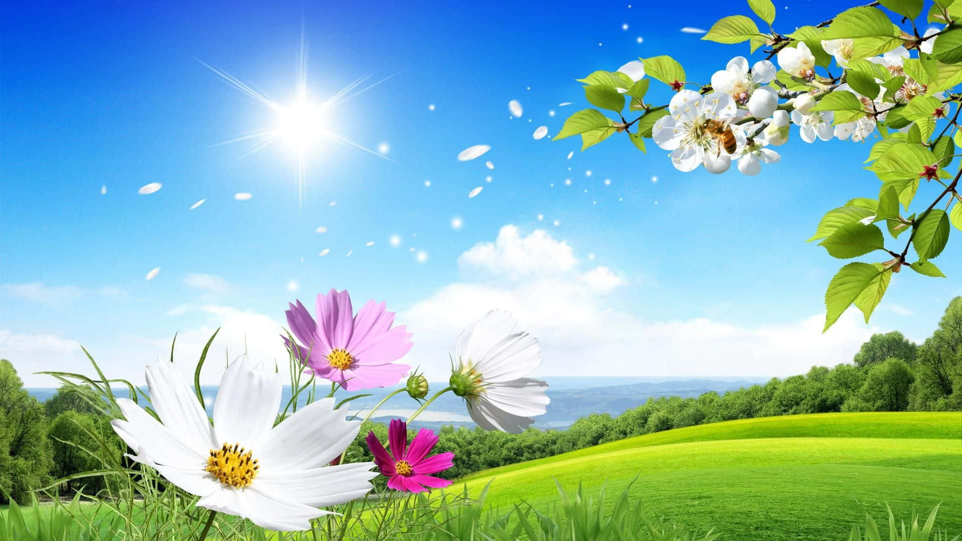 breeze, 1920 x 1080, spring meadow, Full HD Desktop Wallpaper