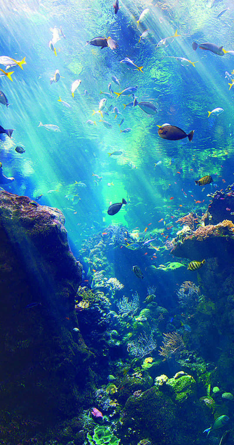 sunlight beams, turquoise water, vibrant coral reef, HD Phone Wallpaper
