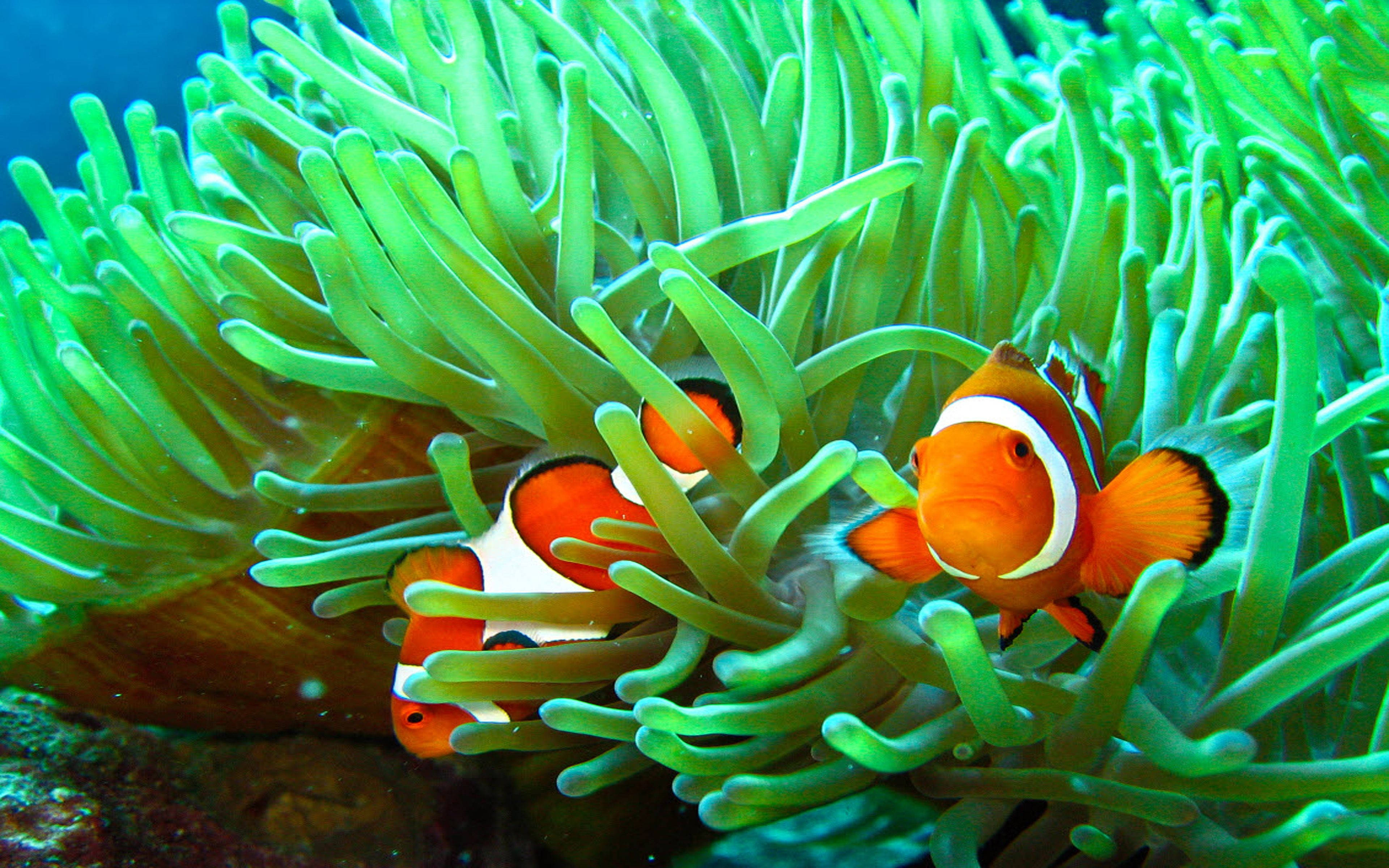 green sea anemones, orange clownfish, white stripes, 4K Desktop Wallpaper