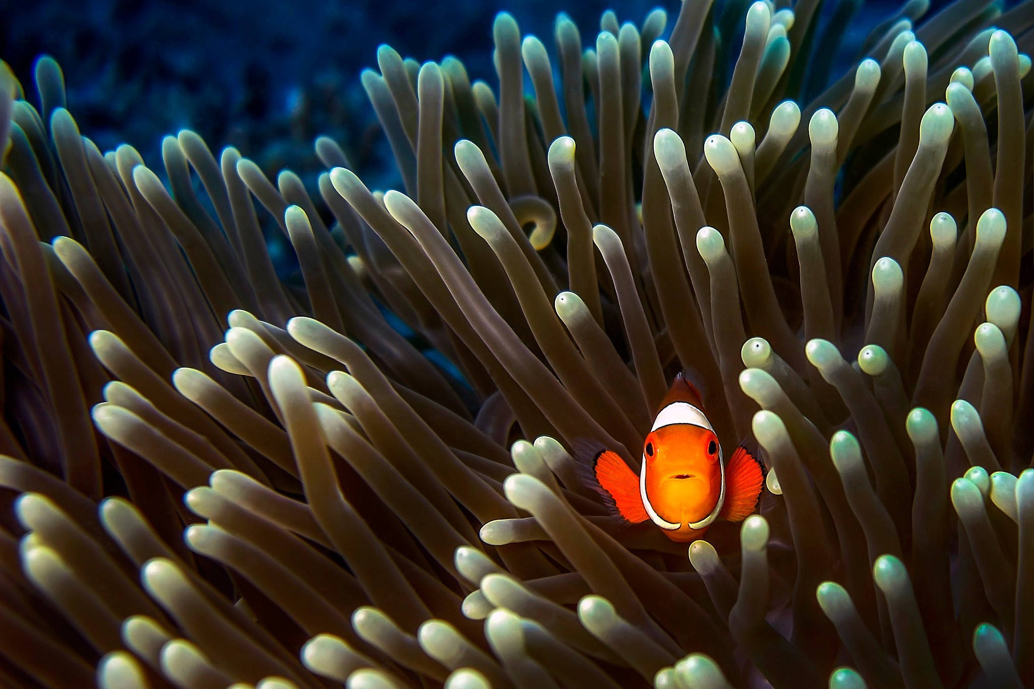 clownfish, sea anemone, orange, Full HD Desktop Wallpaper