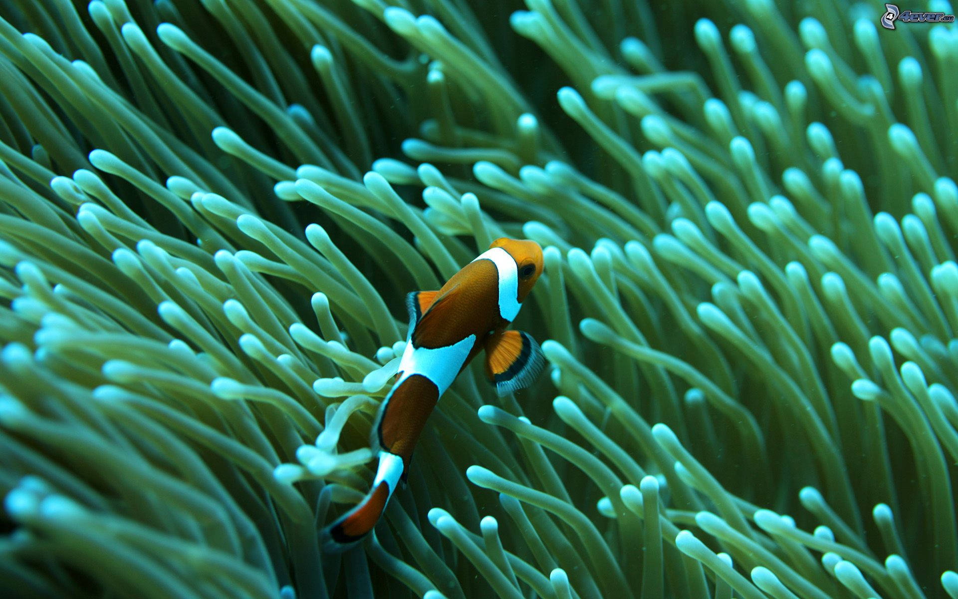 green sea anemone, vibrant orange and white clownfish, swaying turquoise sea anemone tentacles, Full HD Desktop Wallpaper