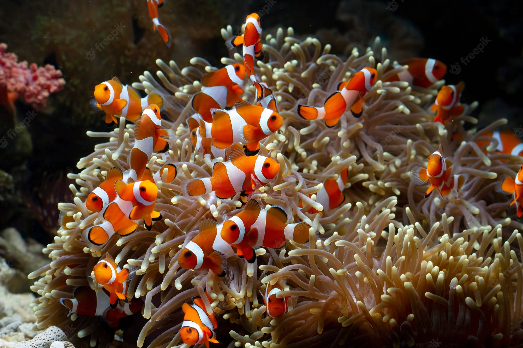 clownfish, sea anemone, beige sea anemone, Full HD Desktop Wallpaper