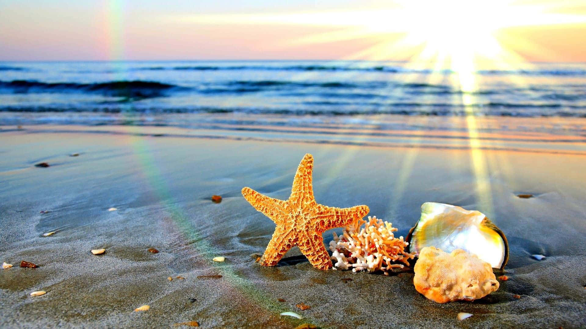 Summertime Sea Creatures, vibrant orange starfish, seashells, Full HD Desktop Wallpaper