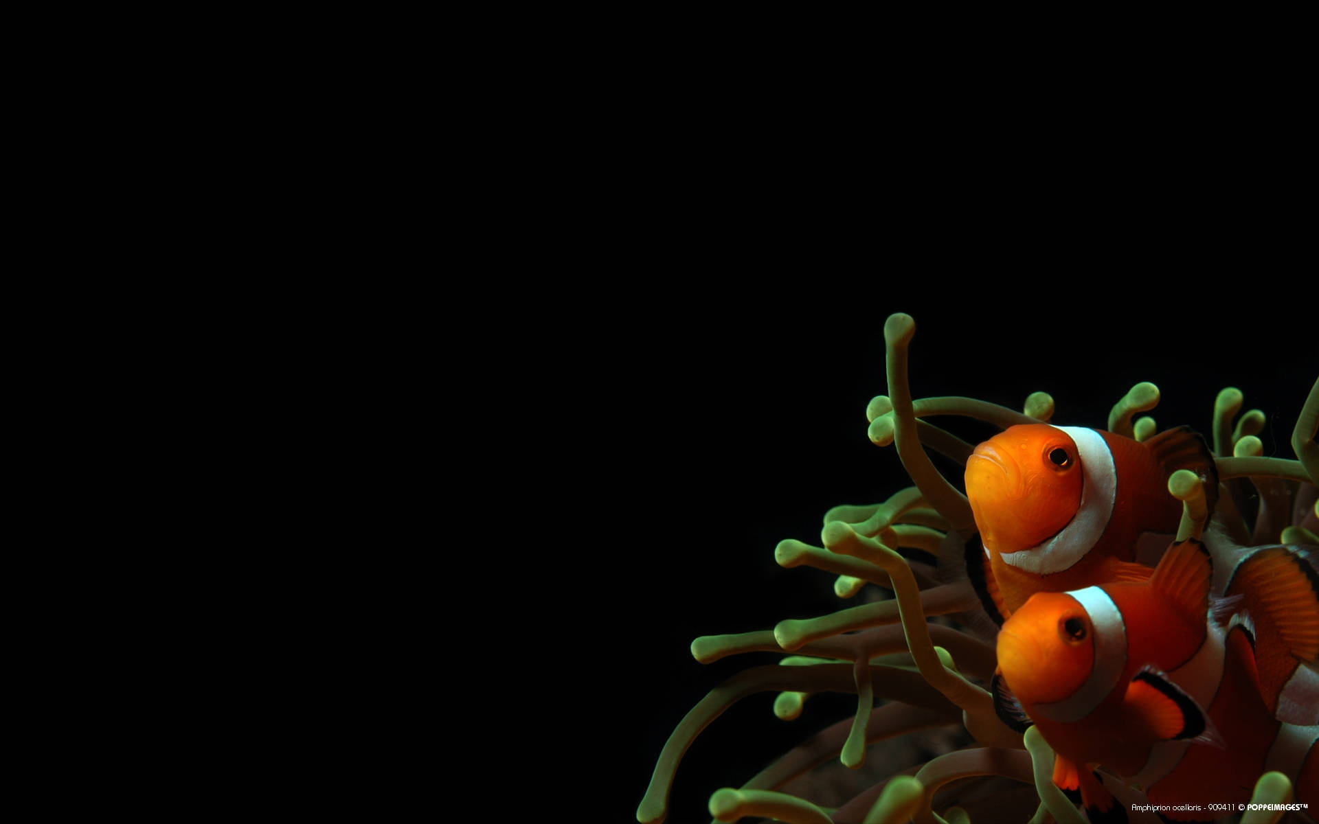 black sea anemone, vibrant orange clownfish, white stripes, Full HD Desktop Wallpaper