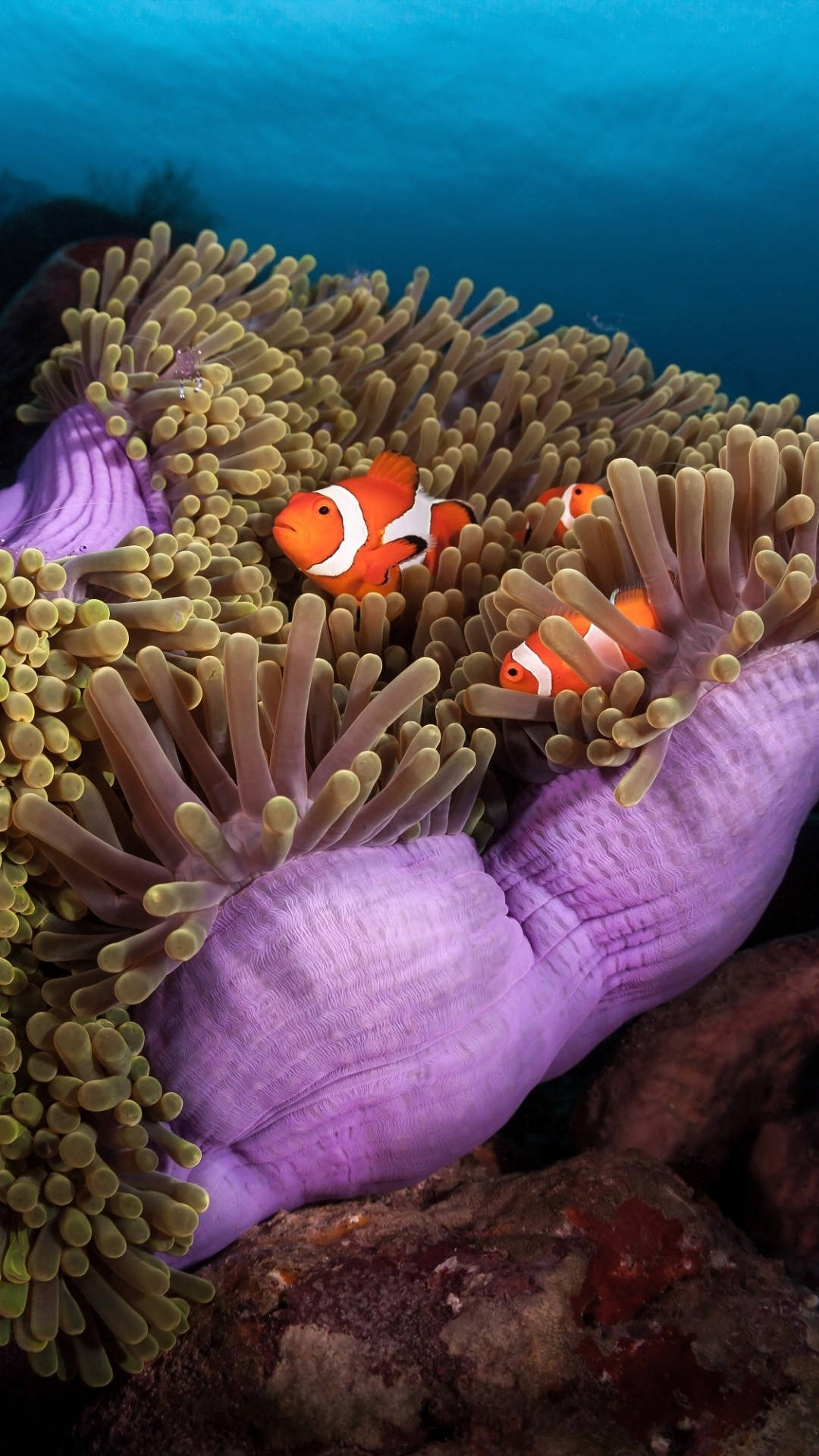 anemone, purple body, vibrant orange clownfish, Full HD Phone Wallpaper