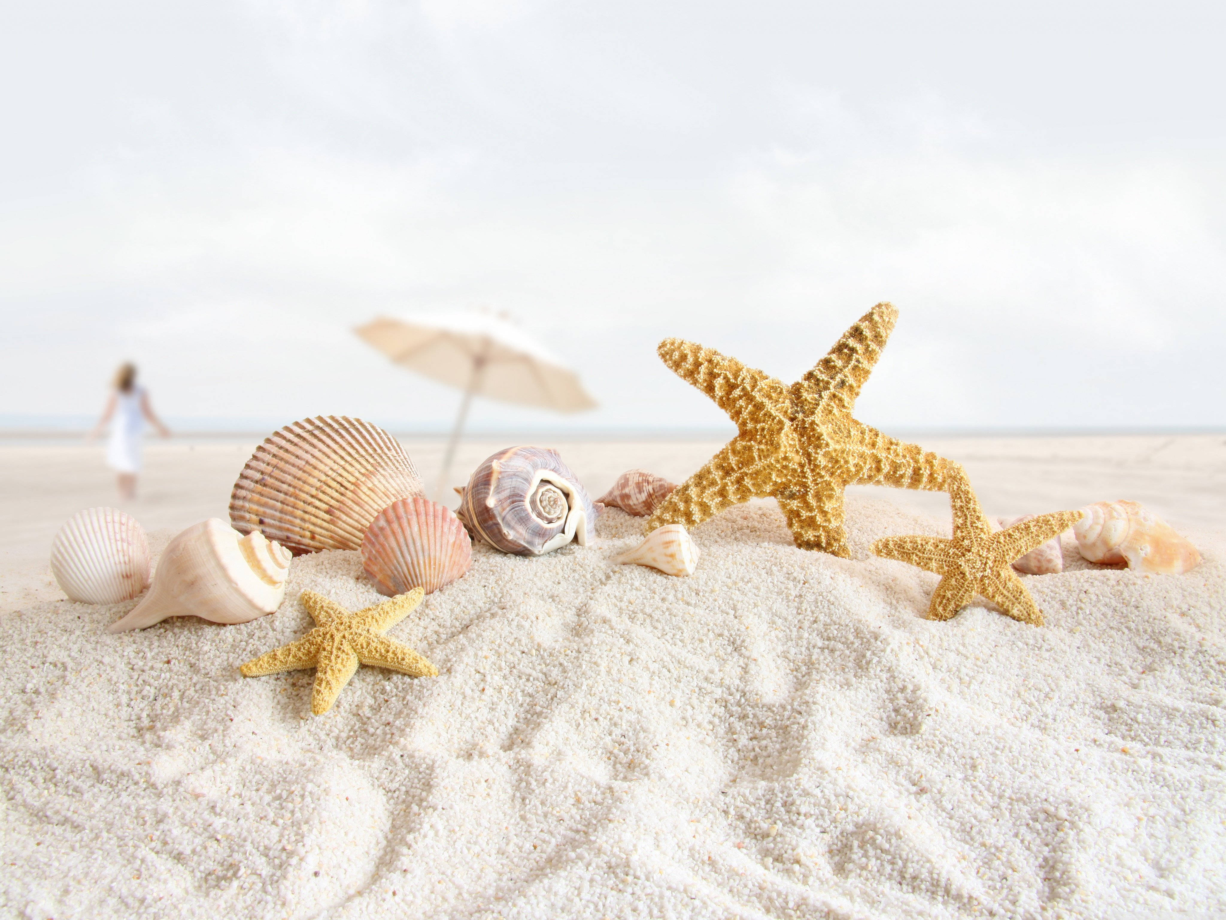 yellow starfish, seashells, fine white sand, 4K Desktop Wallpaper