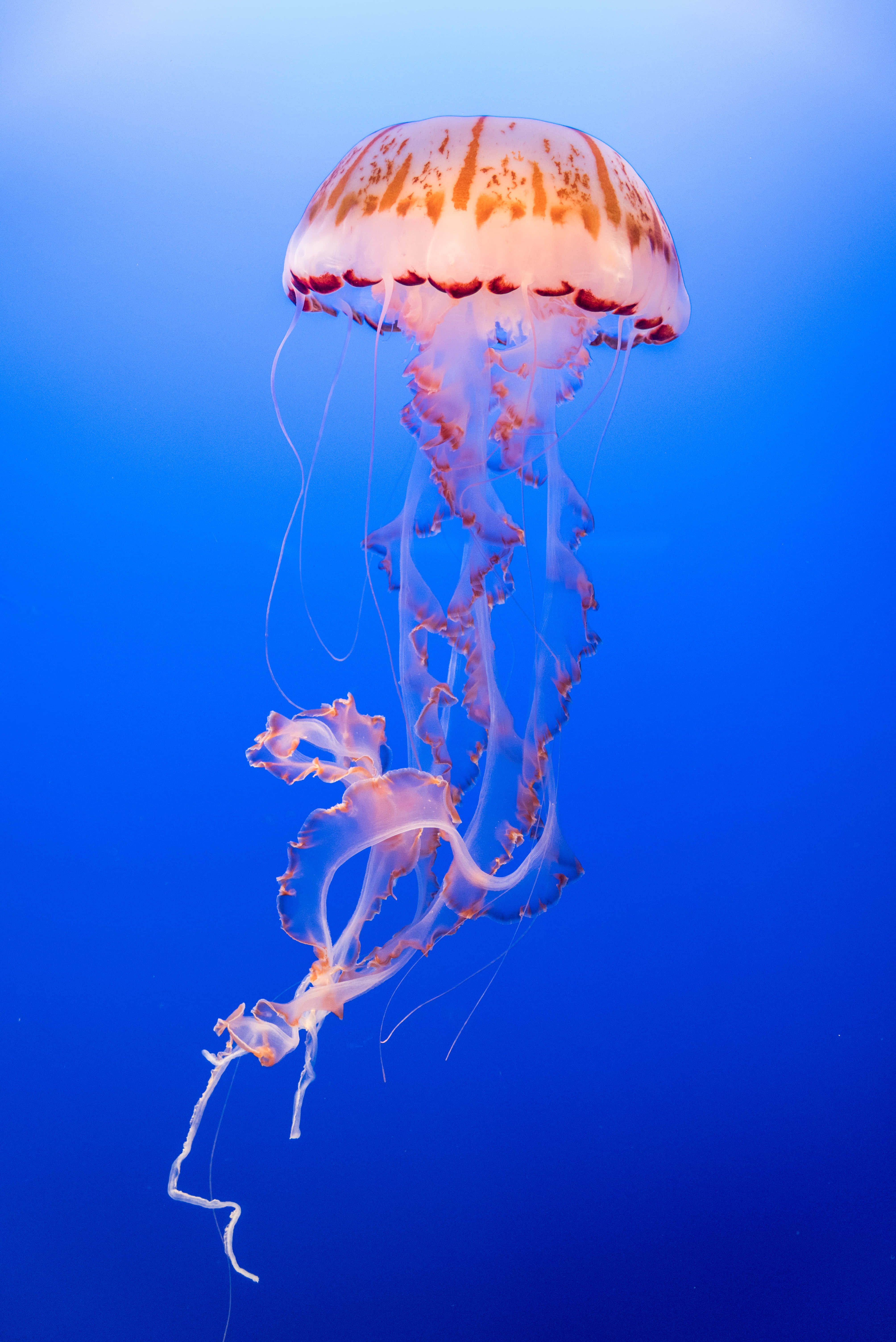 translucent orange and white jellyfish, deep blue ocean water, flowing tentacles, 5K Phone Wallpaper