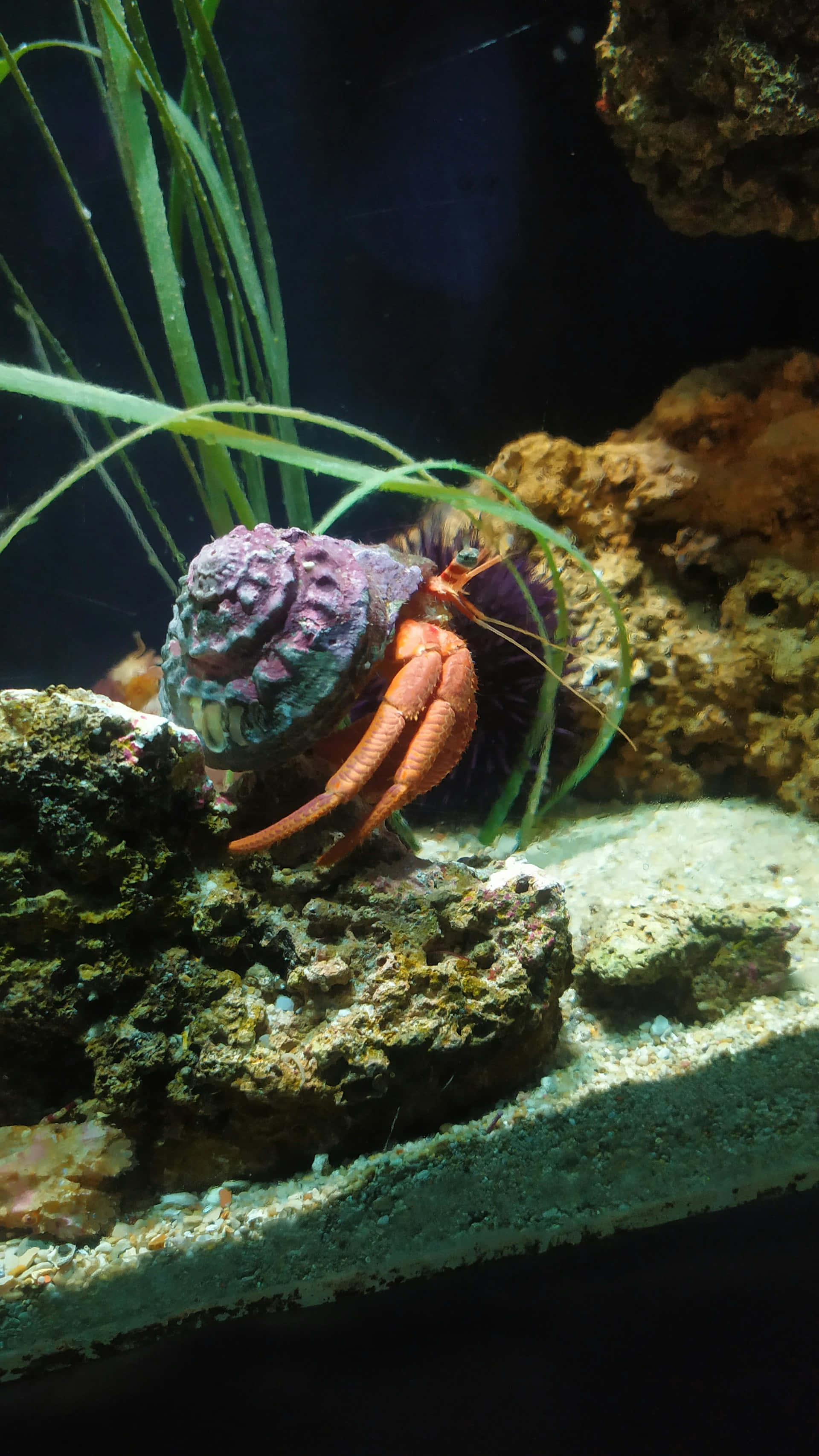 hermit crab, purple shell, textured rocks, 2K Phone Wallpaper