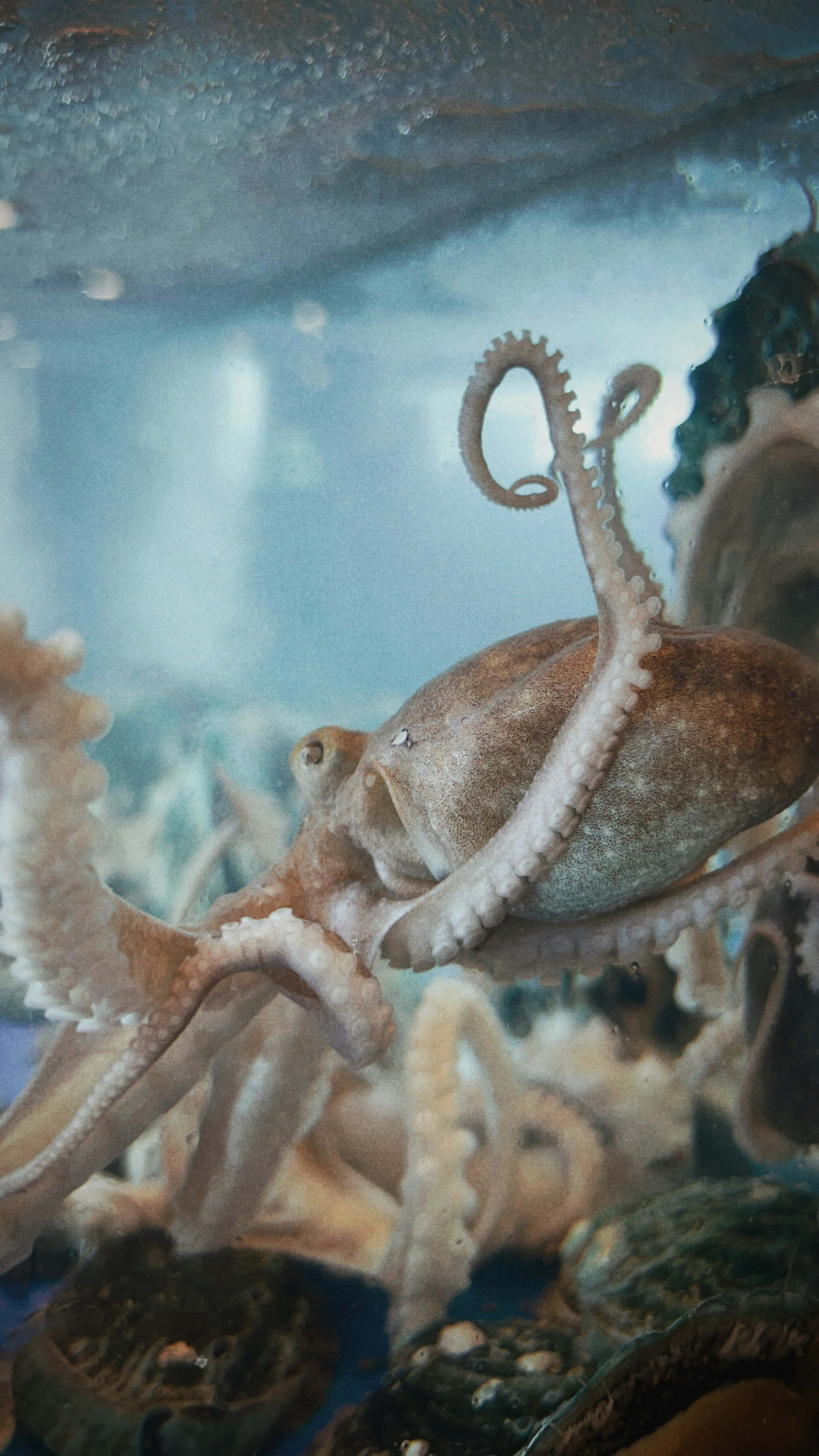 octopus, textured skin, curled tentacles, 2K Phone Wallpaper