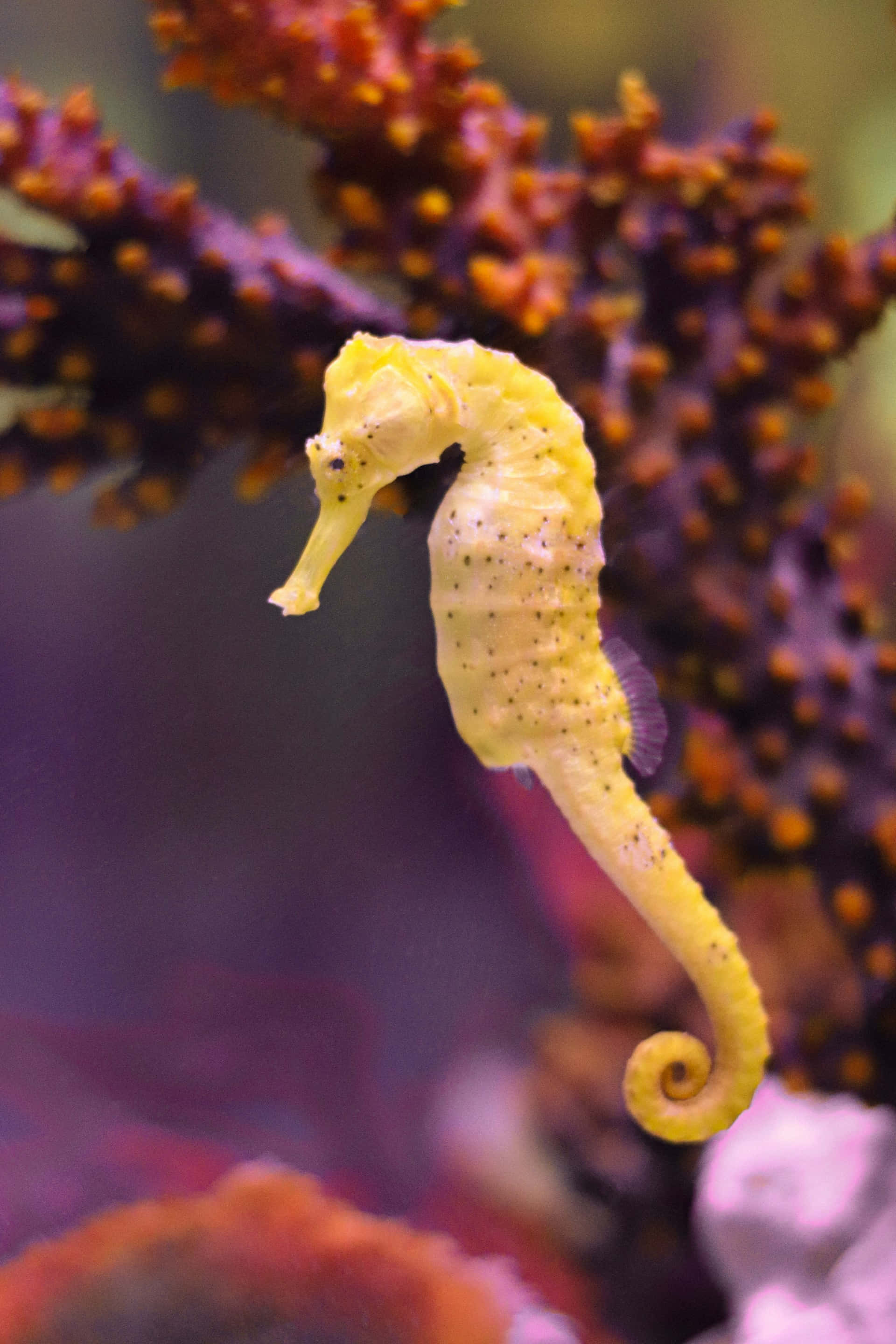 yellow seahorse, speckled skin, purple and orange coral, 2K Phone Wallpaper