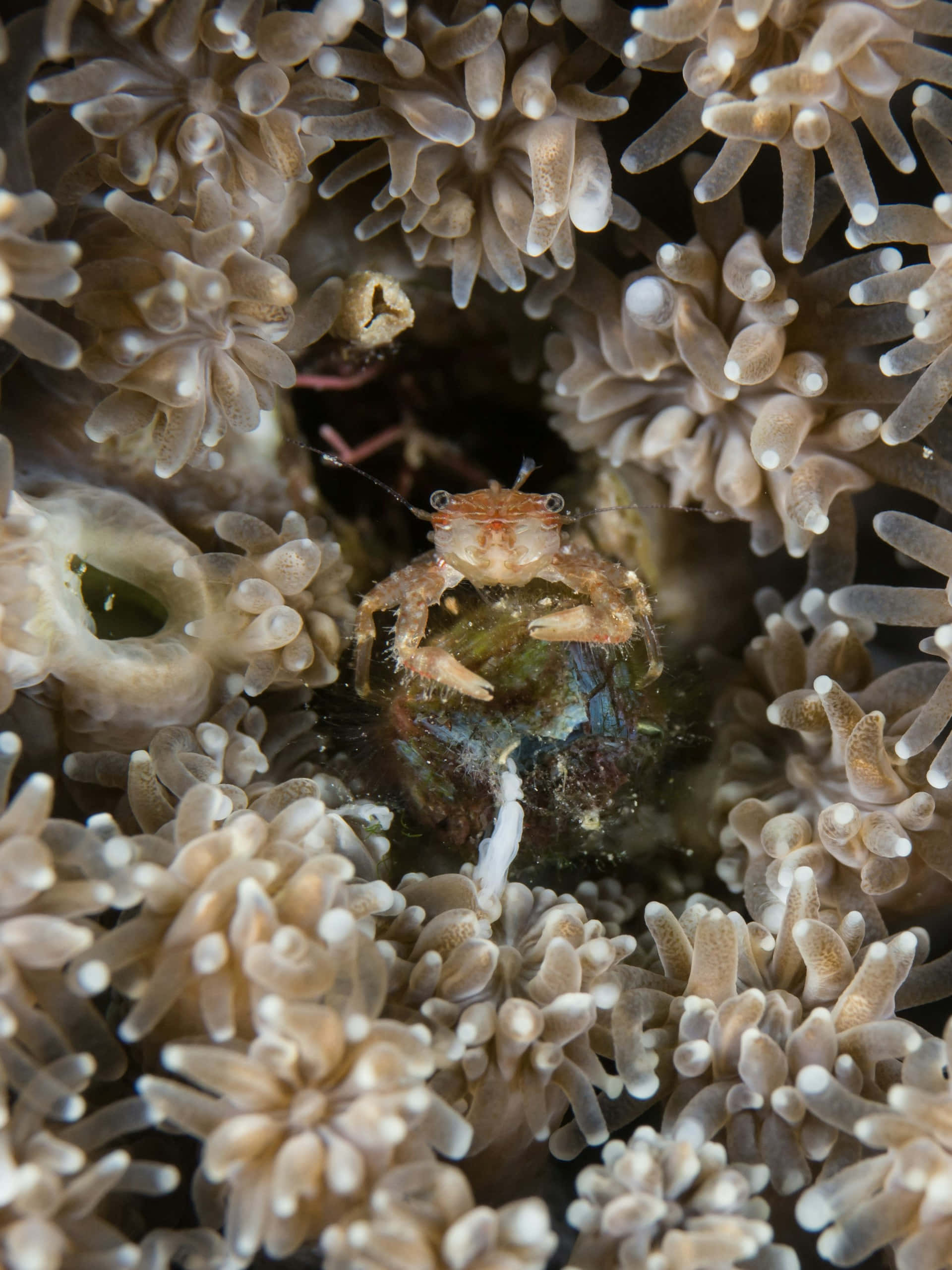 crab, coral reef, orange crab, 2K Phone Wallpaper