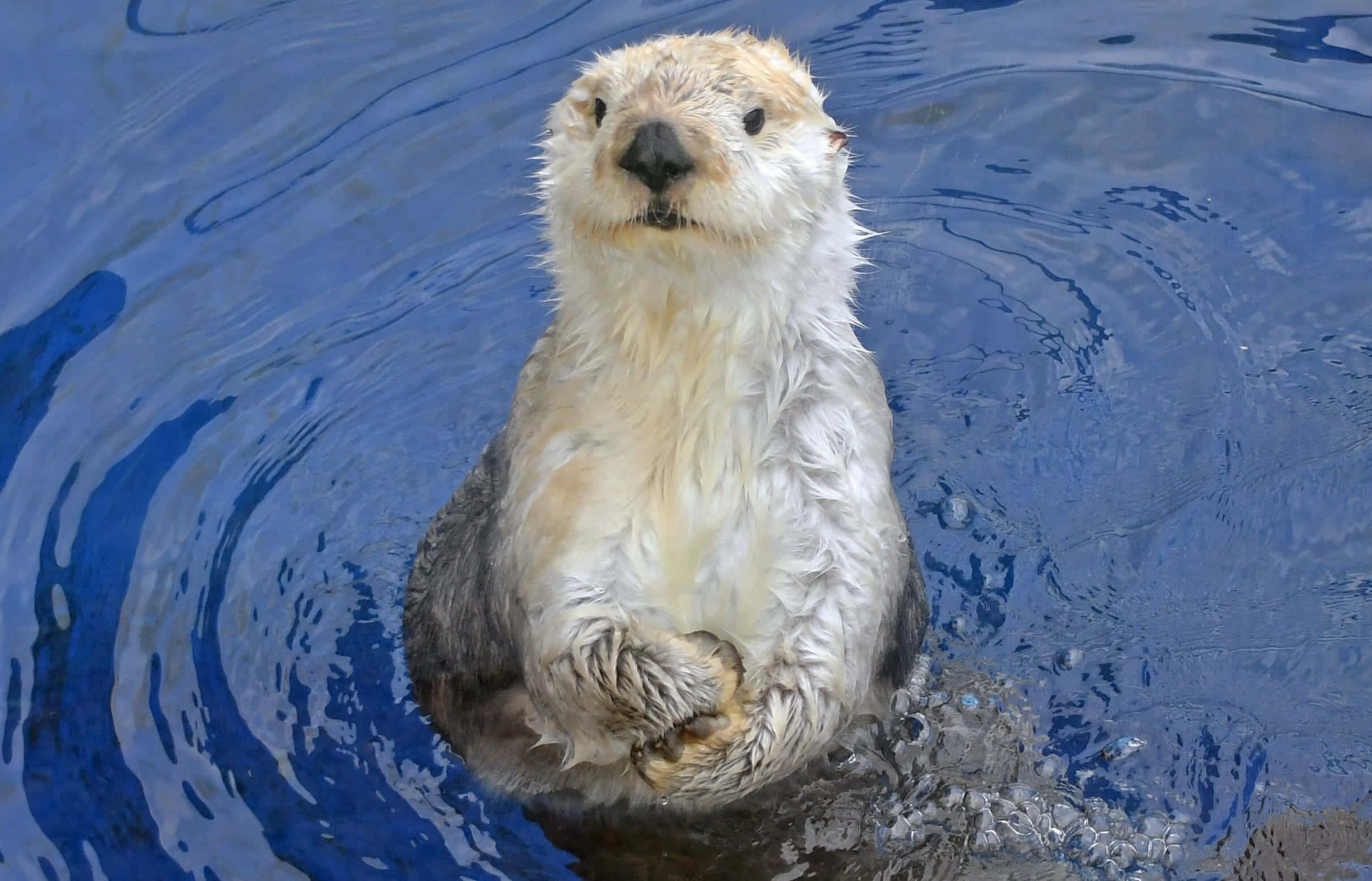 sea otter, vibrant blue water, ripples, Full HD Desktop Wallpaper