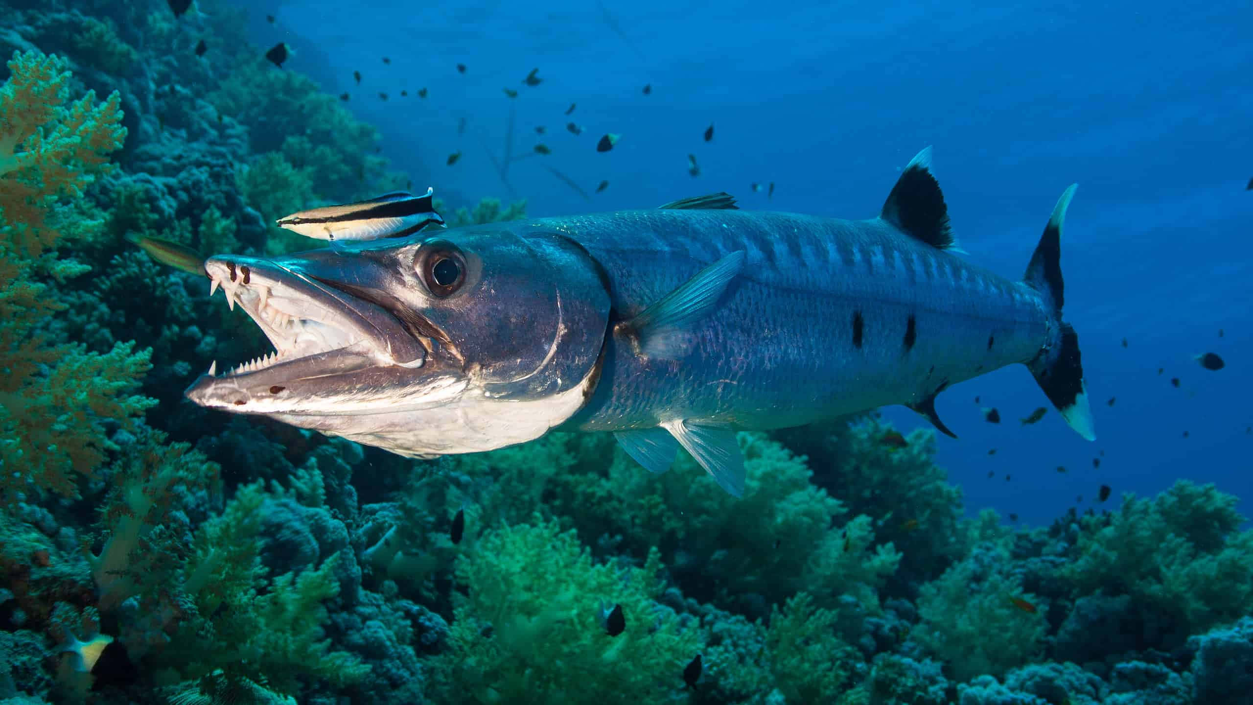 great barracuda, vibrant coral reef, clear blue ocean water, 2K Desktop Wallpaper