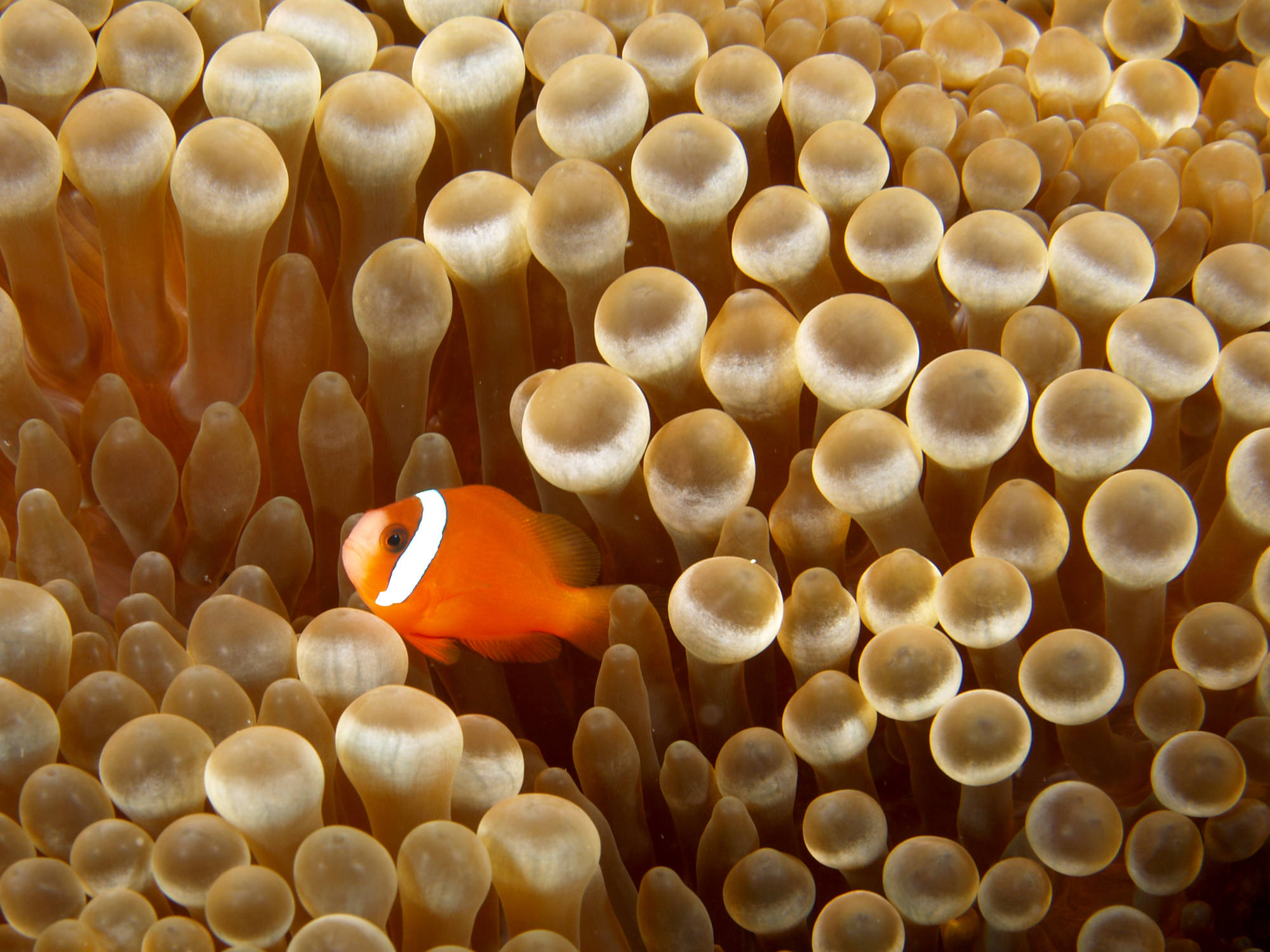 golden brown anemone, vibrant orange clownfish, white stripes, Full HD Desktop Wallpaper