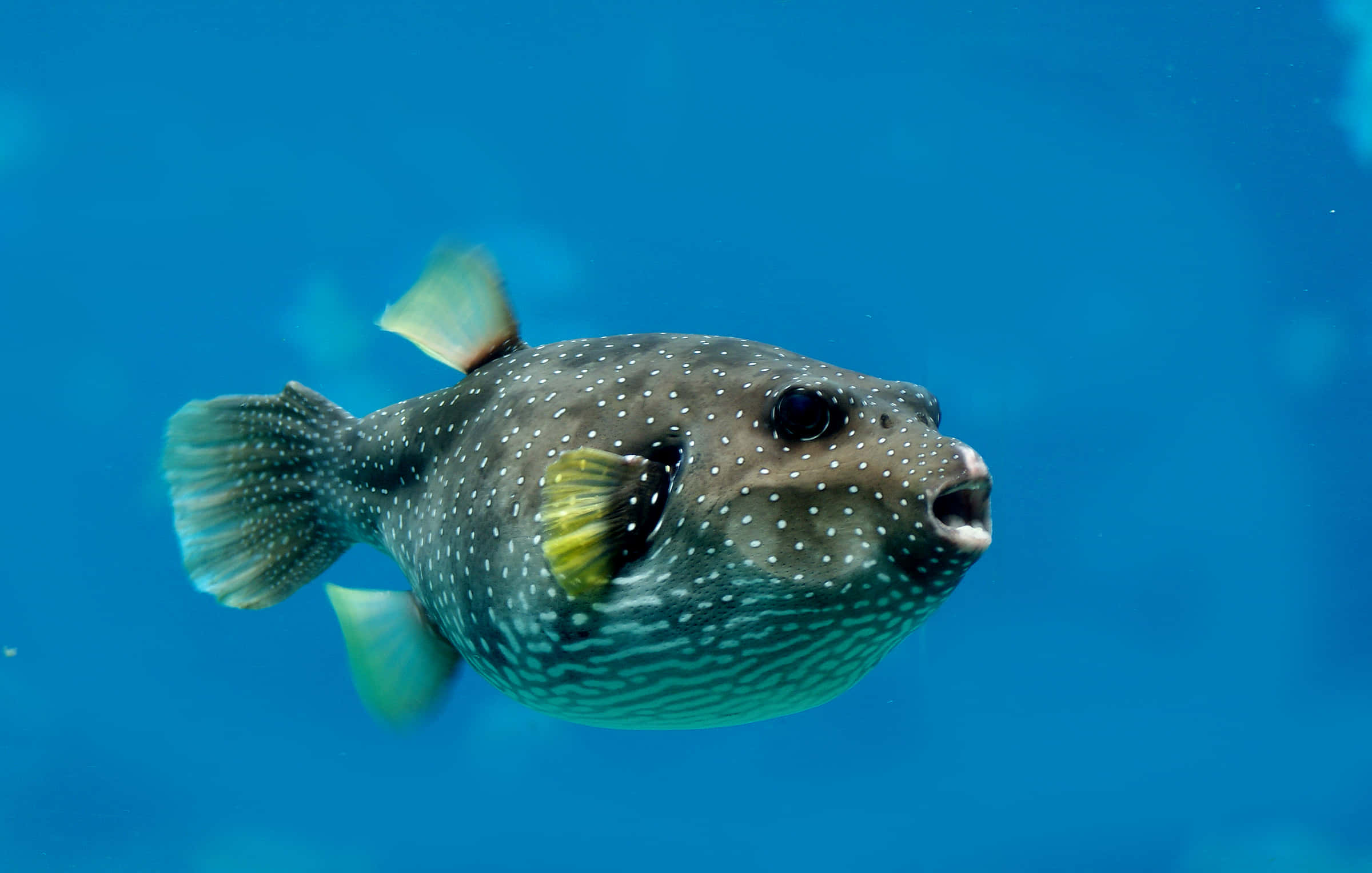 spotted pufferfish, blue water, clear blue ocean water, Full HD Desktop Wallpaper