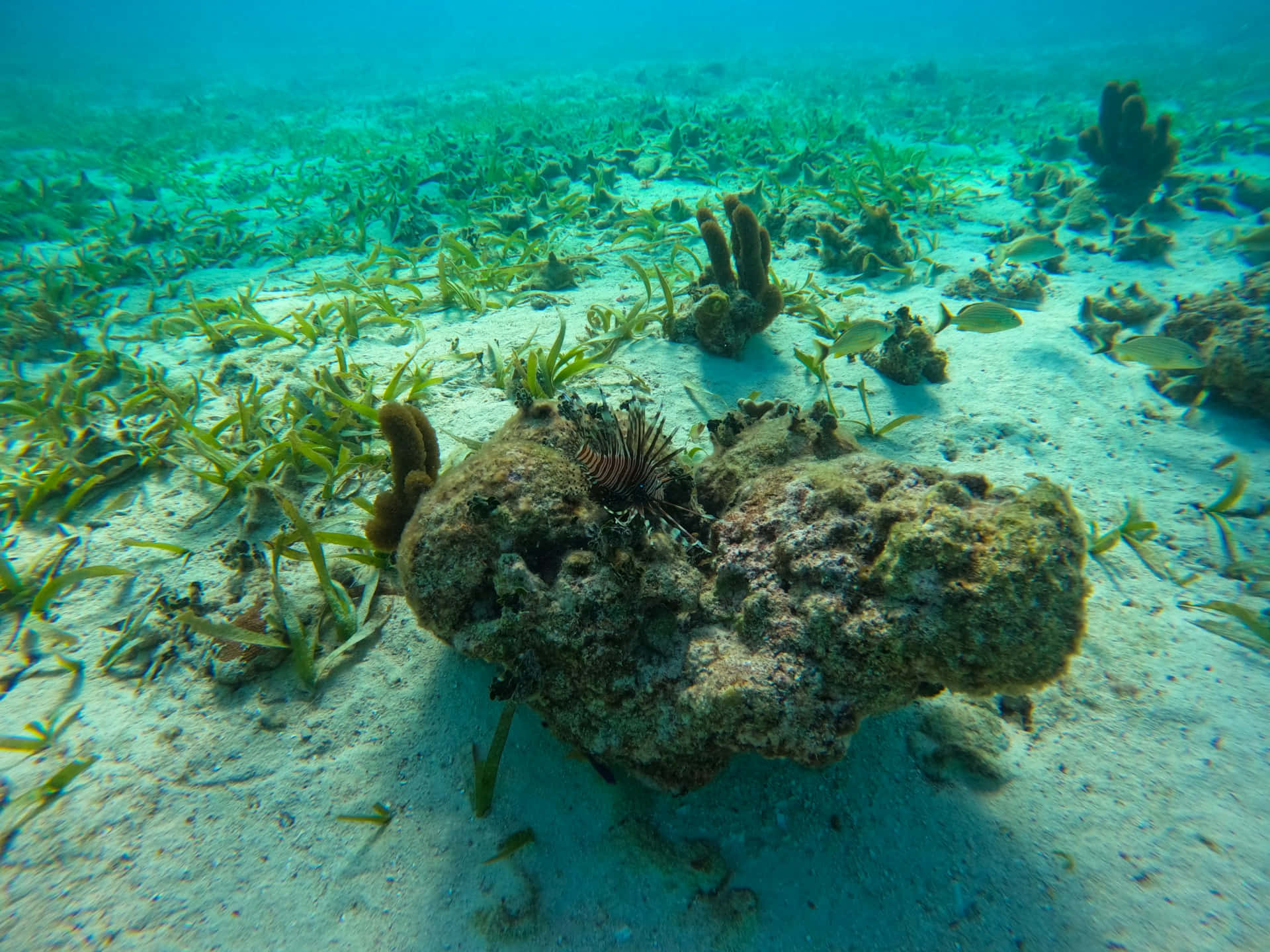 lionfish, coral rock, sea grass, Full HD Desktop Wallpaper