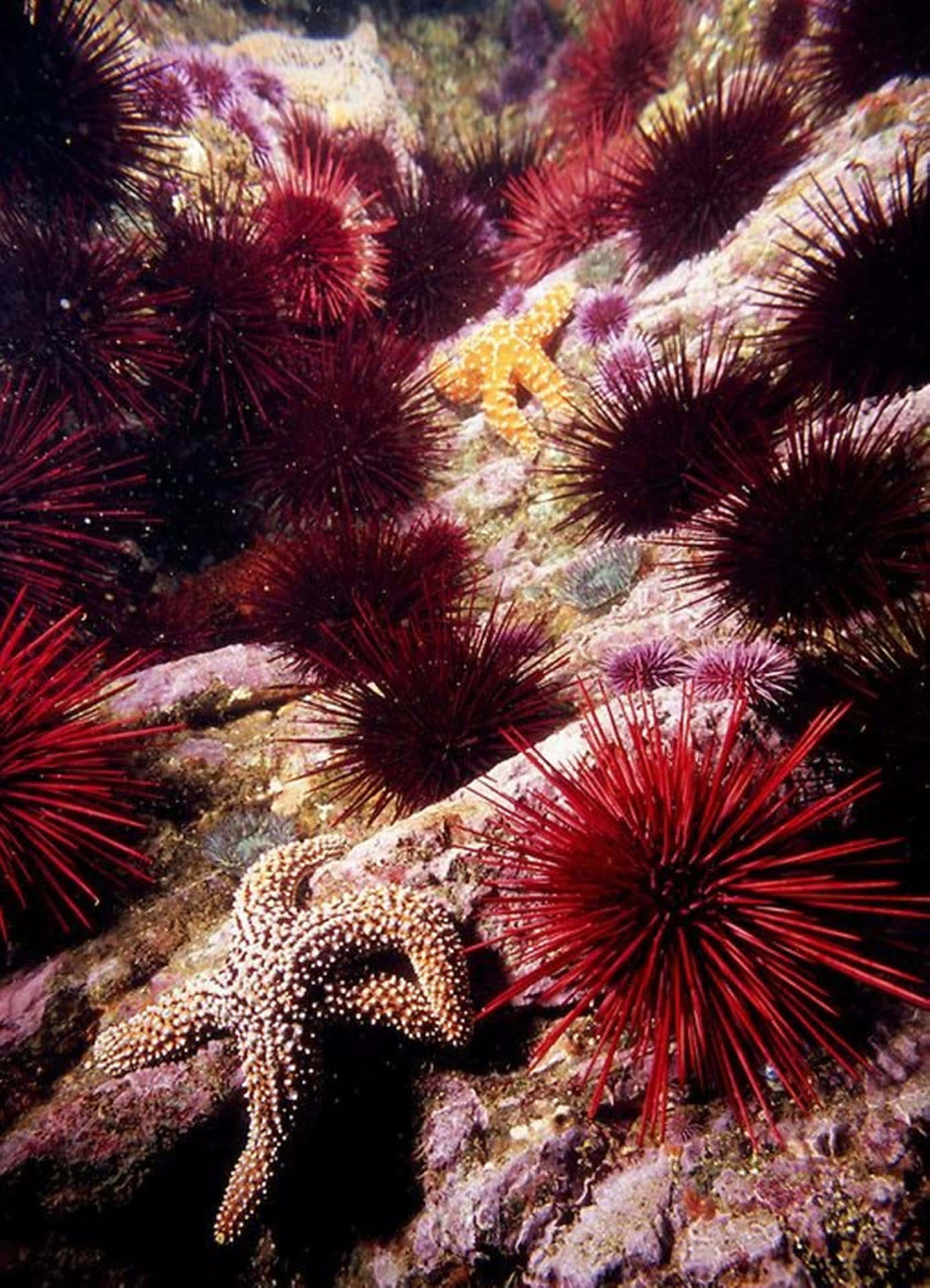 colorful sea urchins, starfish, textured underwater rocks, Full HD Phone Wallpaper