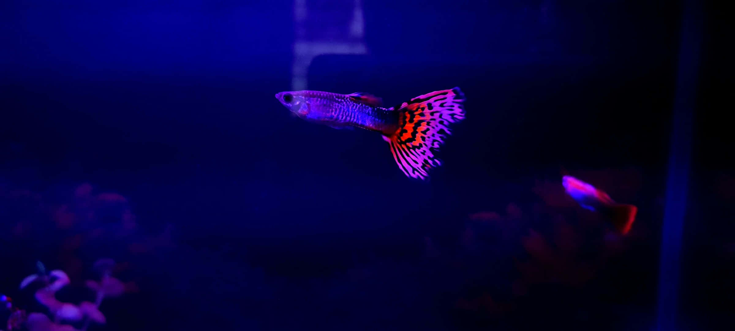 guppy, vibrant orange and purple fins, deep blue water, Full HD Desktop Wallpaper