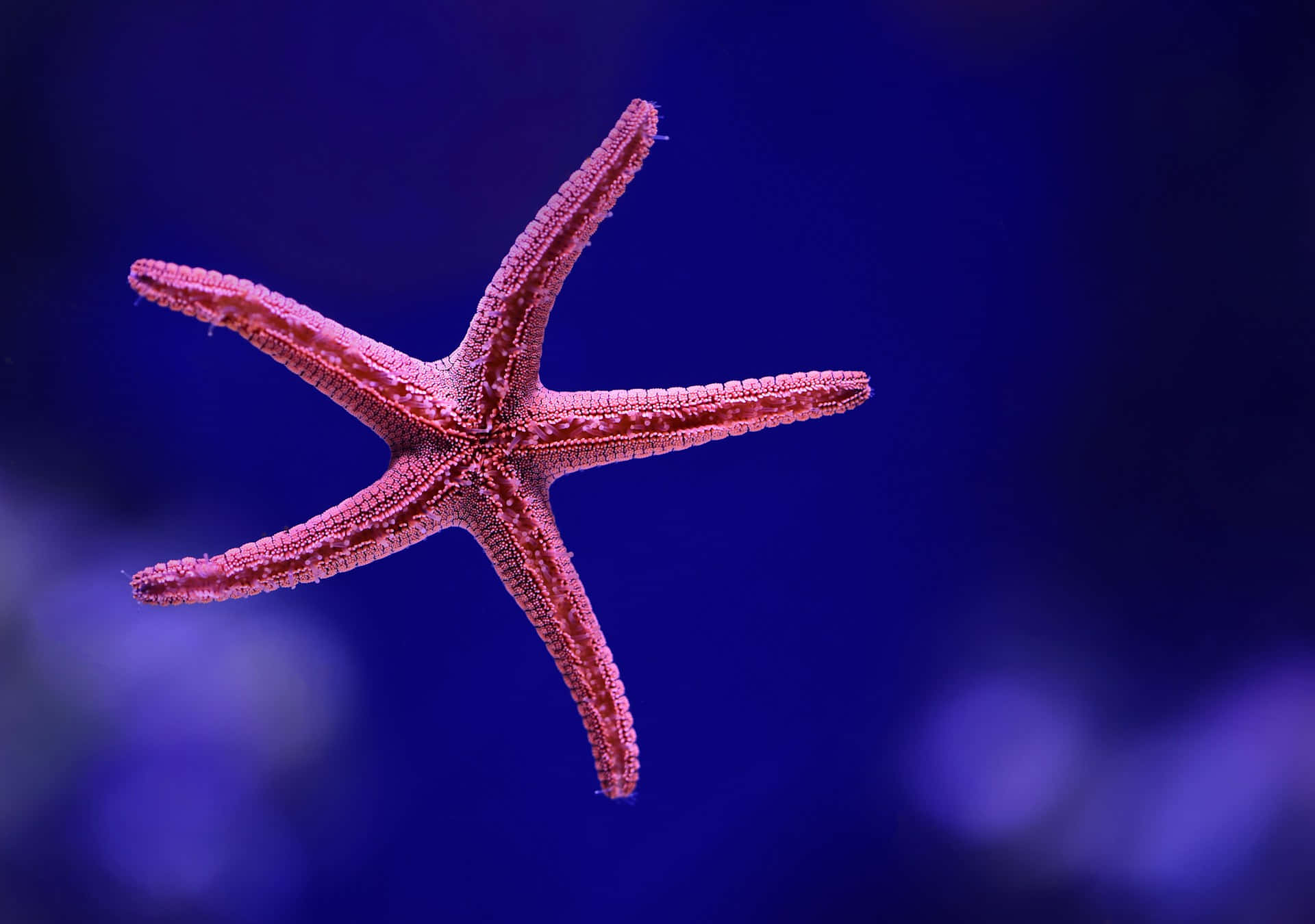 starfish, vibrant pink, textured arms, Full HD Desktop Wallpaper